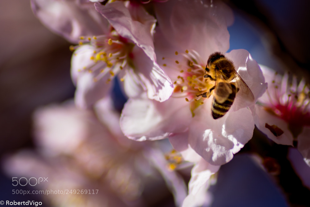 Canon EOS 77D (EOS 9000D / EOS 770D) sample photo. Breakfast photography