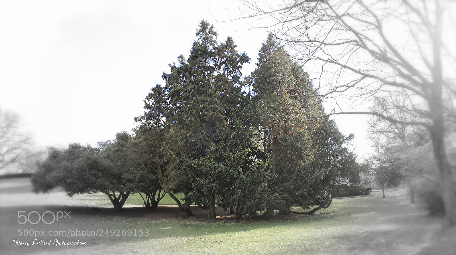 Canon EOS 600D (Rebel EOS T3i / EOS Kiss X5) sample photo. Quelques arbres au parc photography