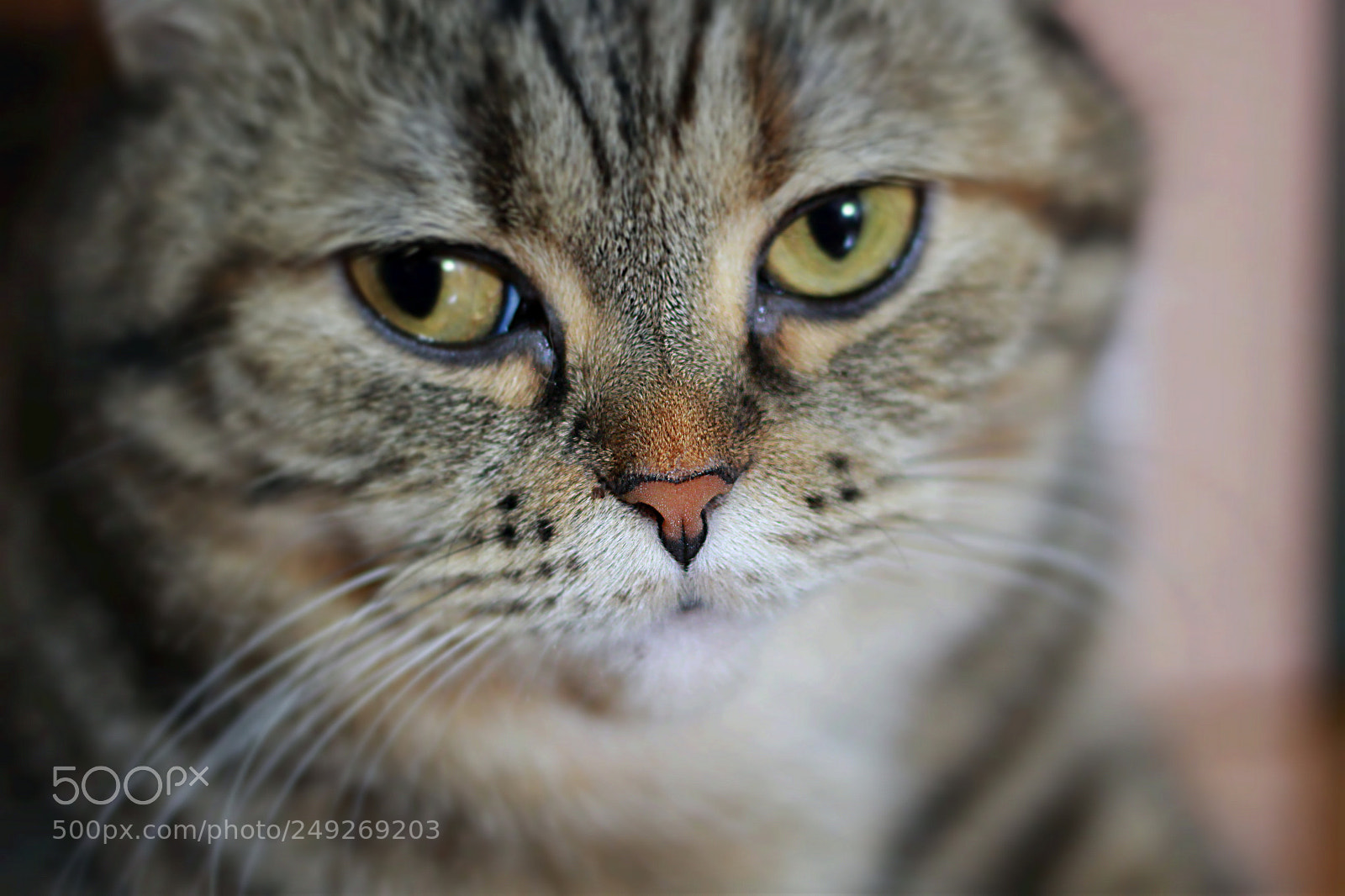 Canon EOS 60D sample photo. Gaze photography