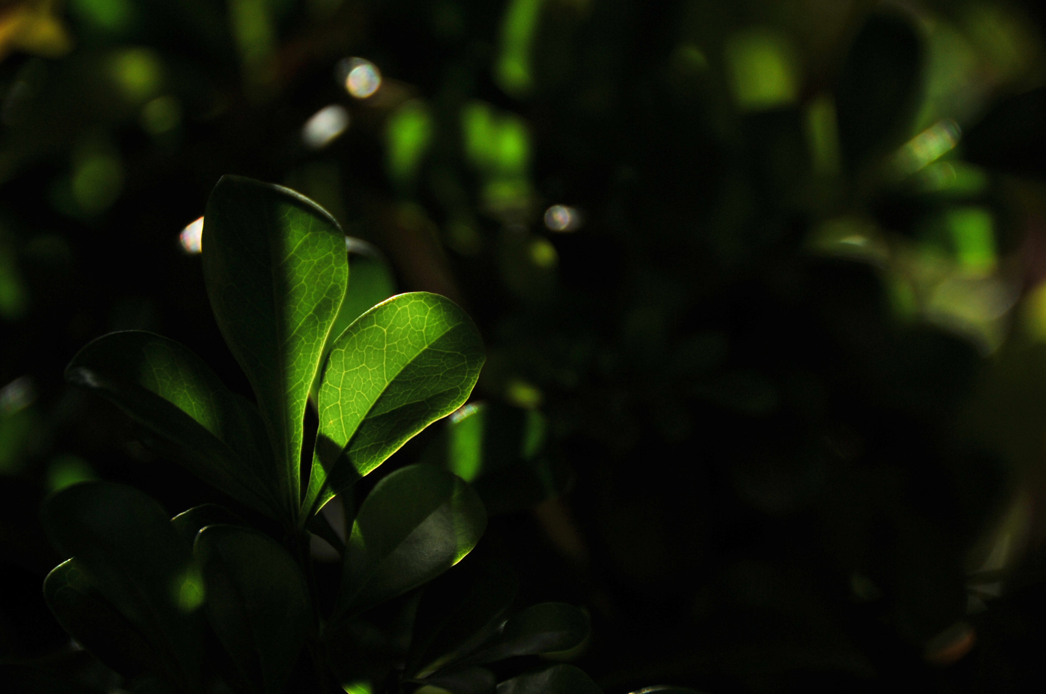 Nikon D3S sample photo. .. photography