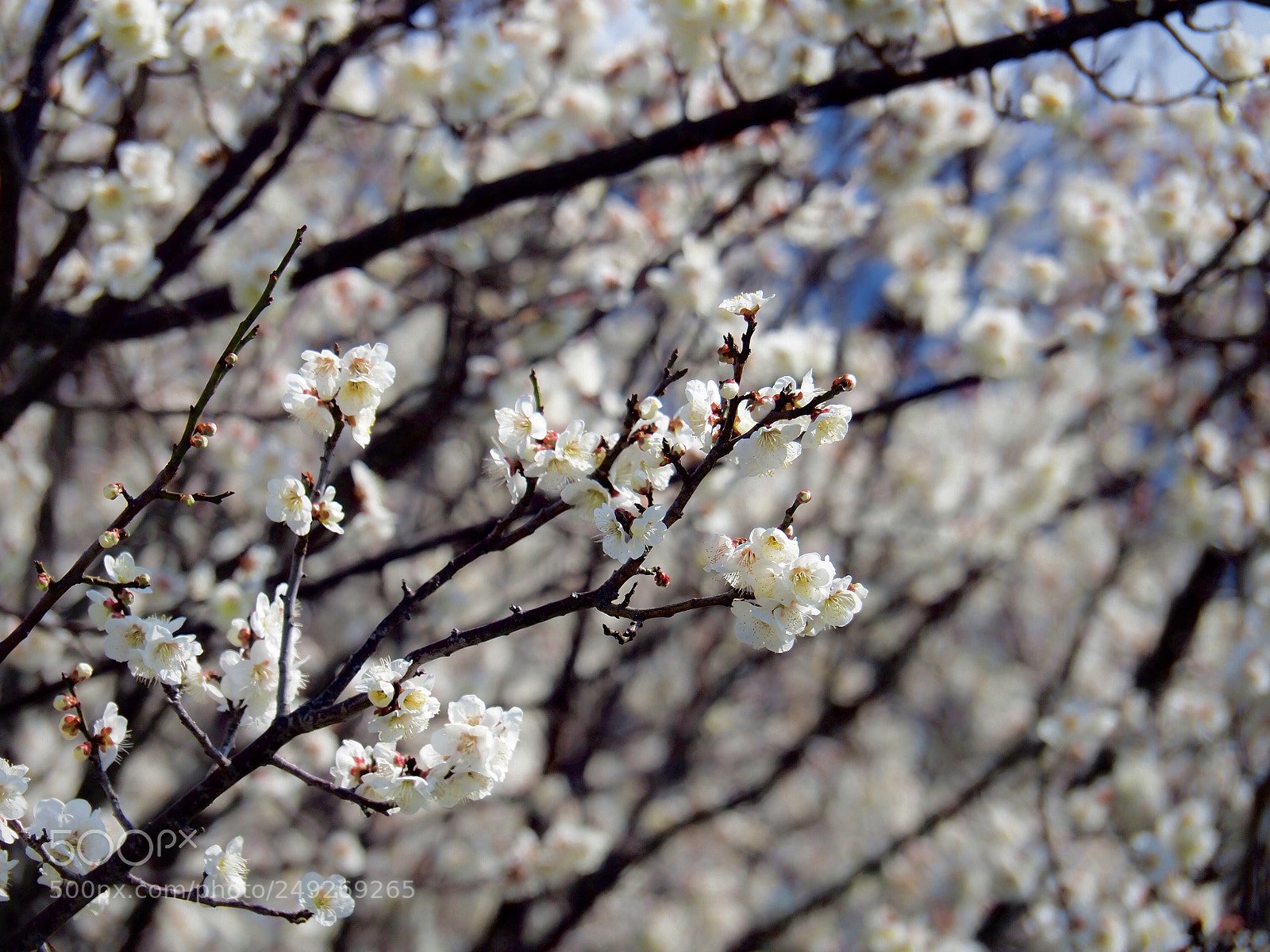 Olympus OM-D E-M5 II sample photo. Plum blossoms photography