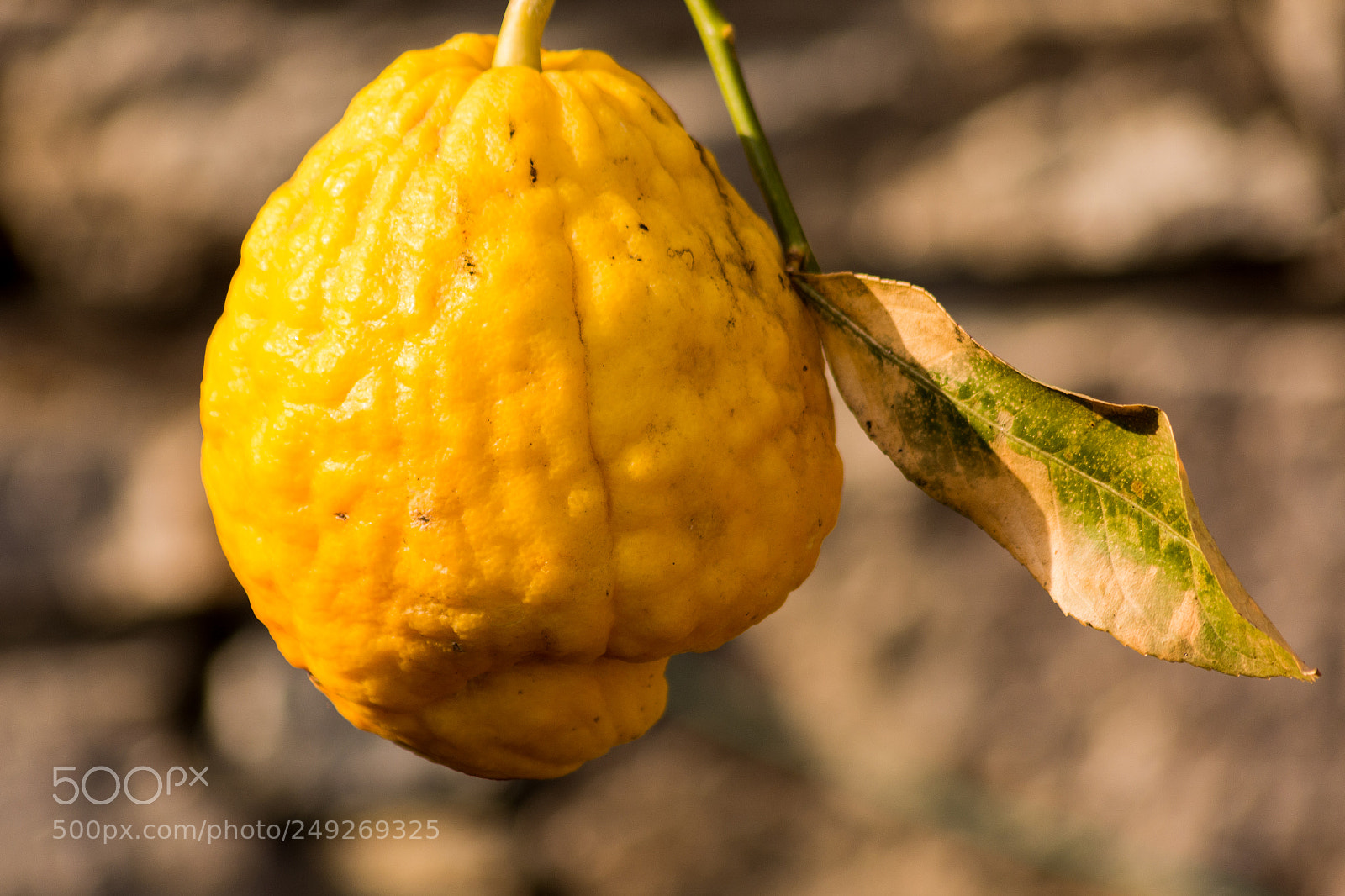 Nikon D5200 sample photo. Cedro photography