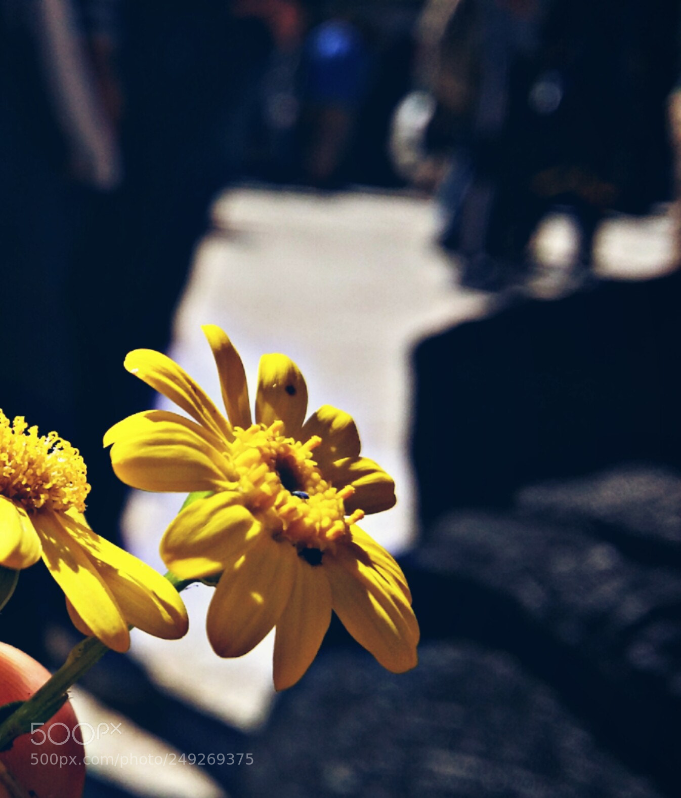 Samsung Galaxy A5 sample photo. Untitled photography