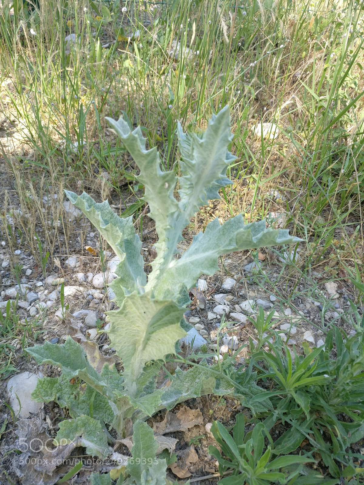 OnePlus A3003 sample photo. Img_20170615_114506.jpg photography