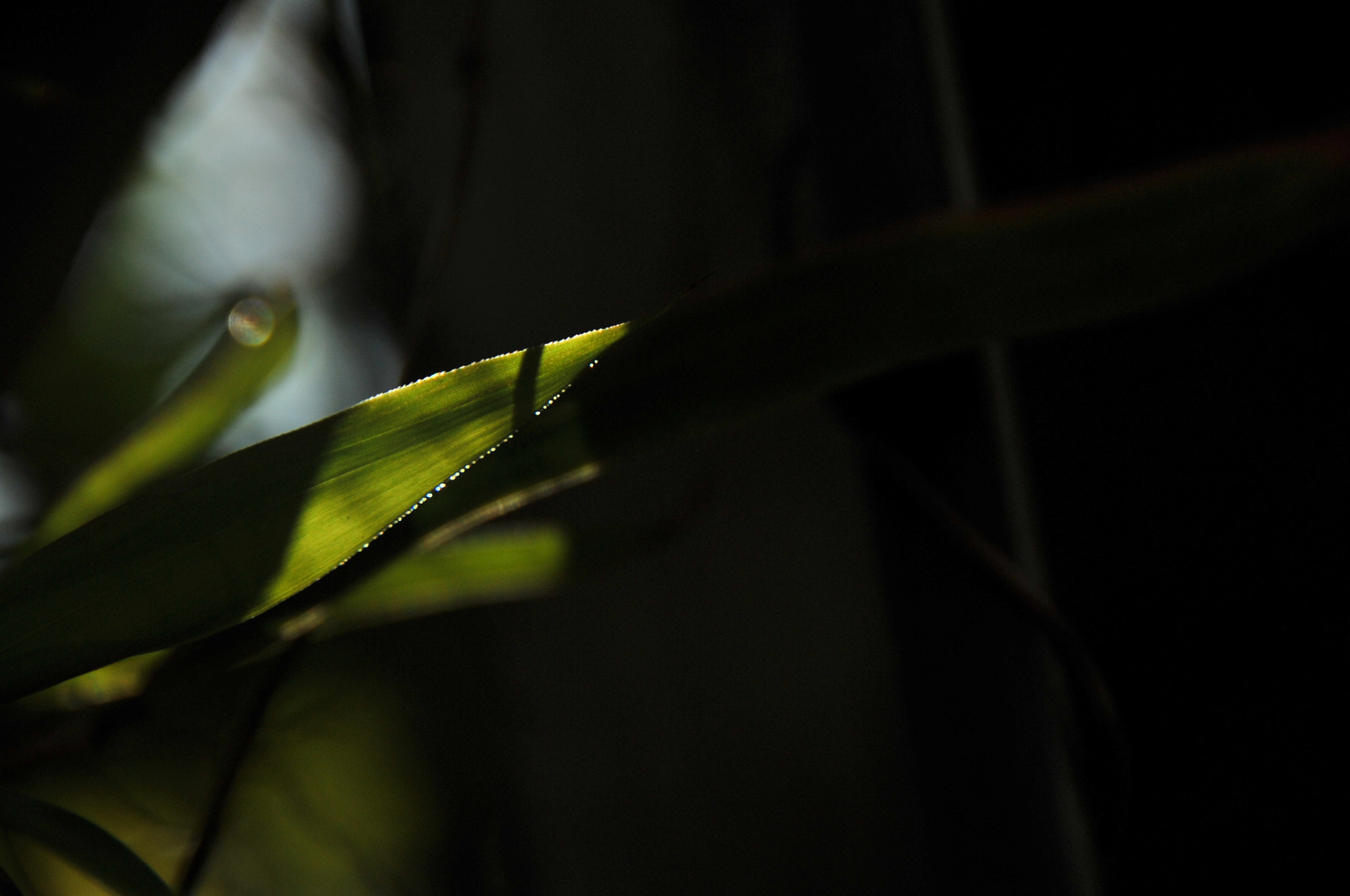 Nikon D3S sample photo. .. photography