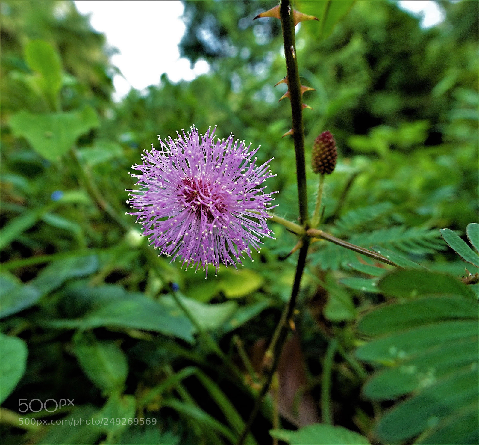 Sony Cyber-shot DSC-HX90V sample photo. Dsc photography