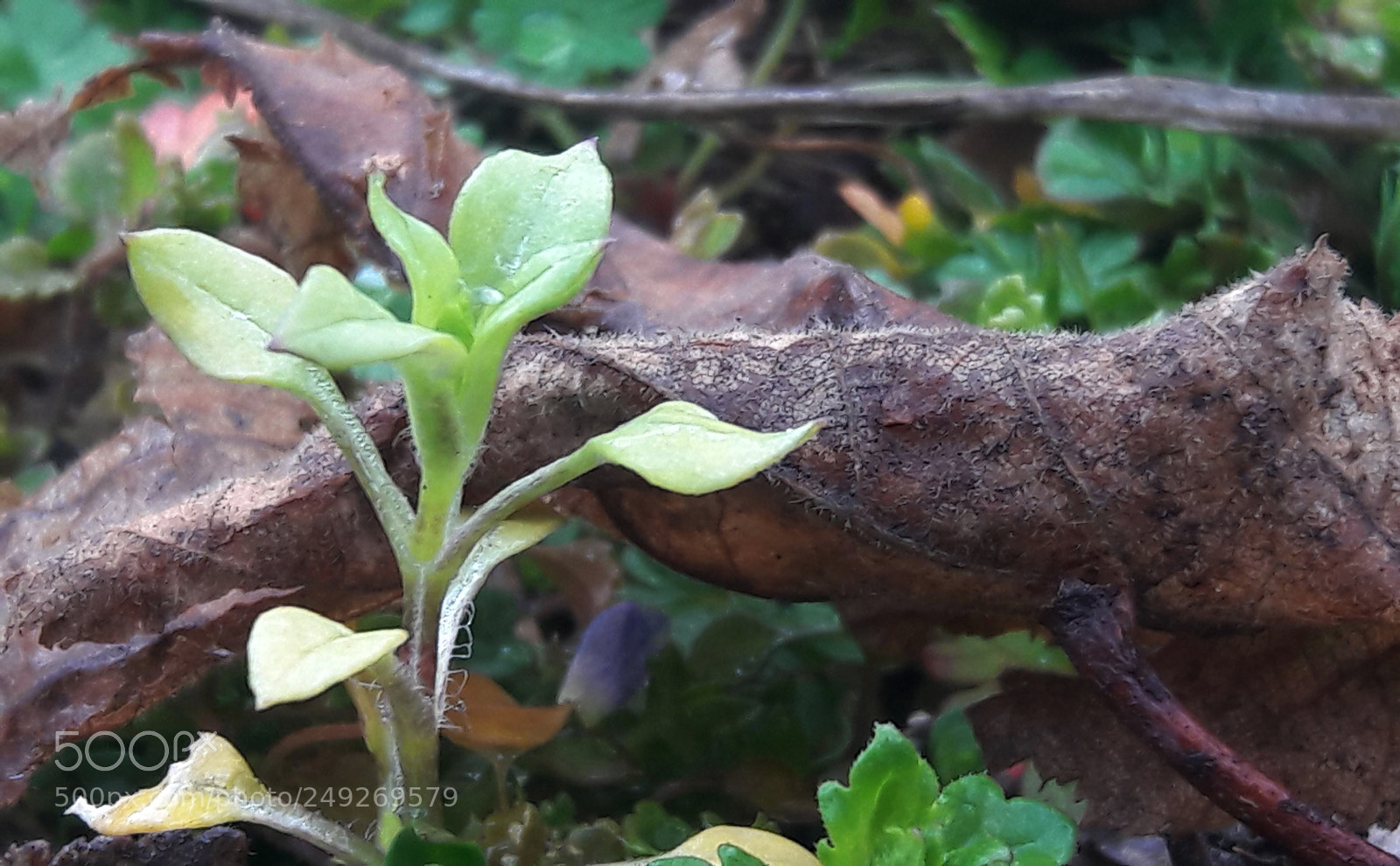 Samsung Galaxy A5(2016) sample photo. Grass macro (samsung a510) photography