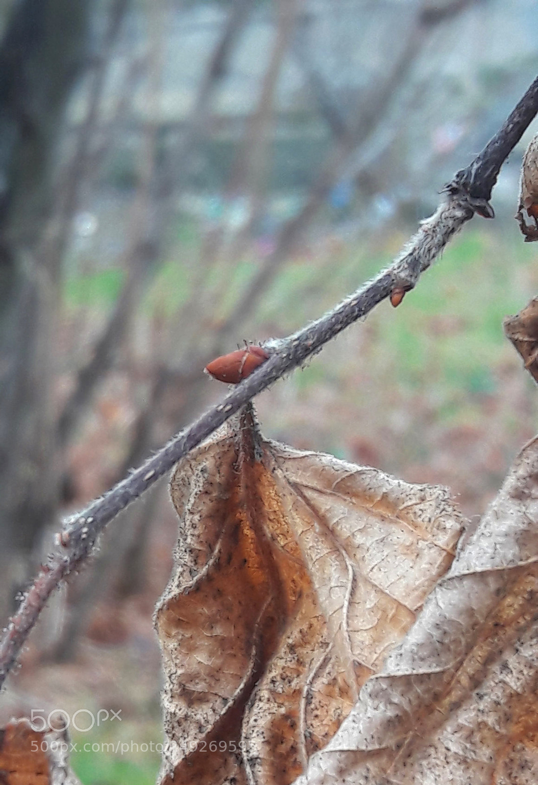 Samsung Galaxy A5(2016) sample photo. Macro  (samsung a510) photography