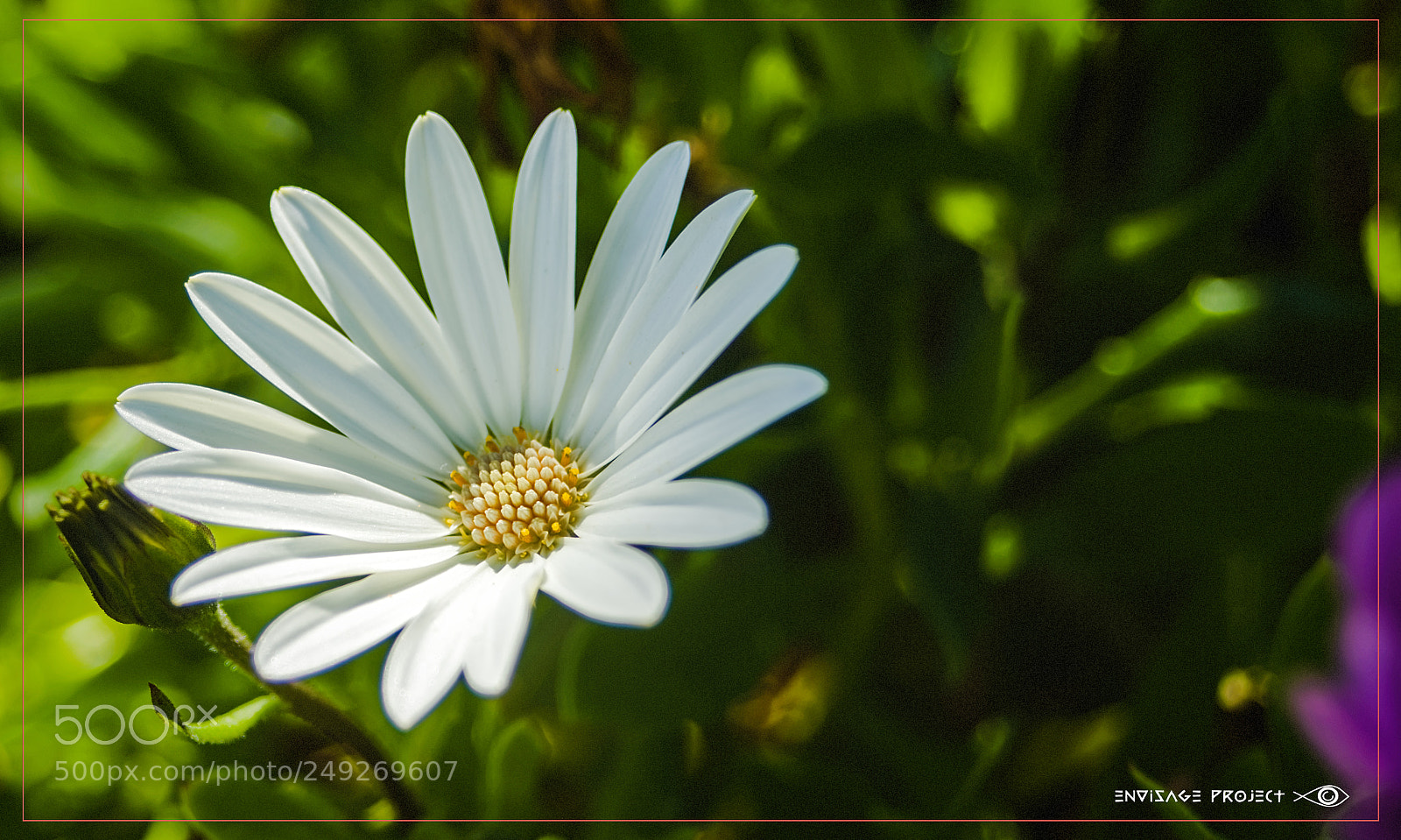 Sony a7R sample photo. Daisy and the shadows photography