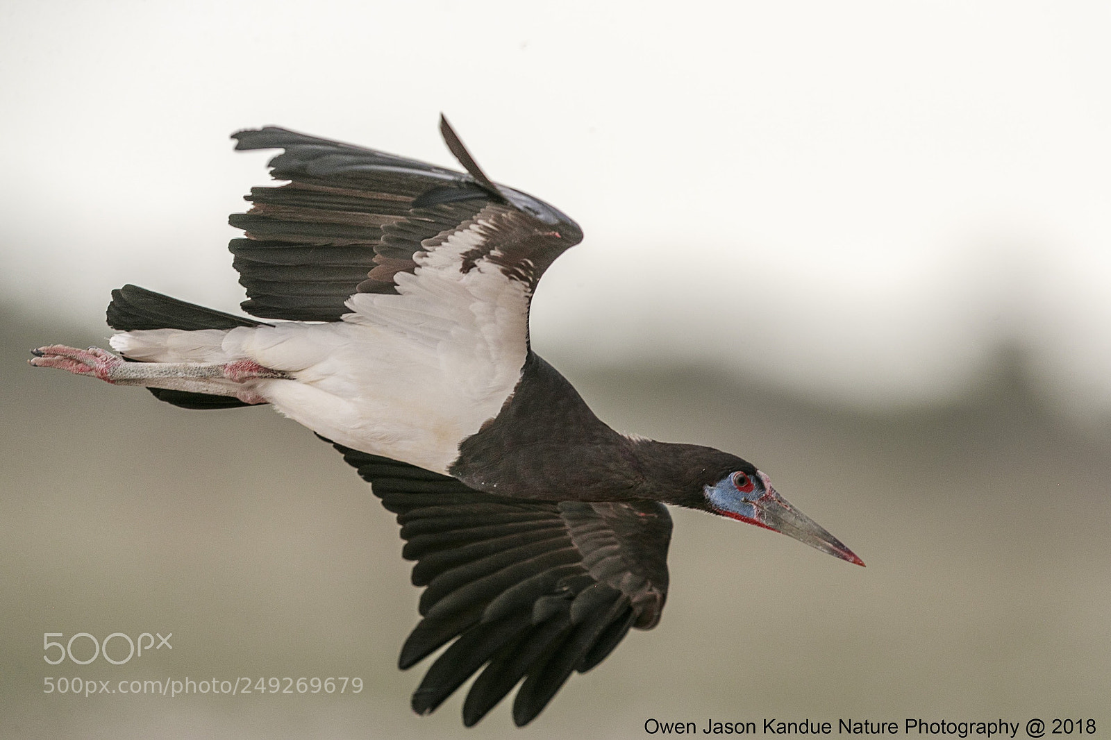 Canon EOS-1D X Mark II sample photo. A landing photography