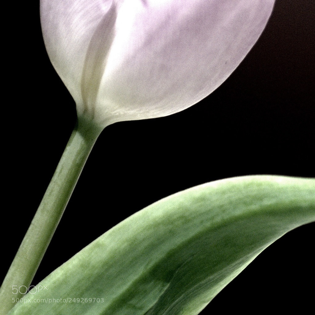 Nikon D3100 sample photo. Portrait of a tulip photography
