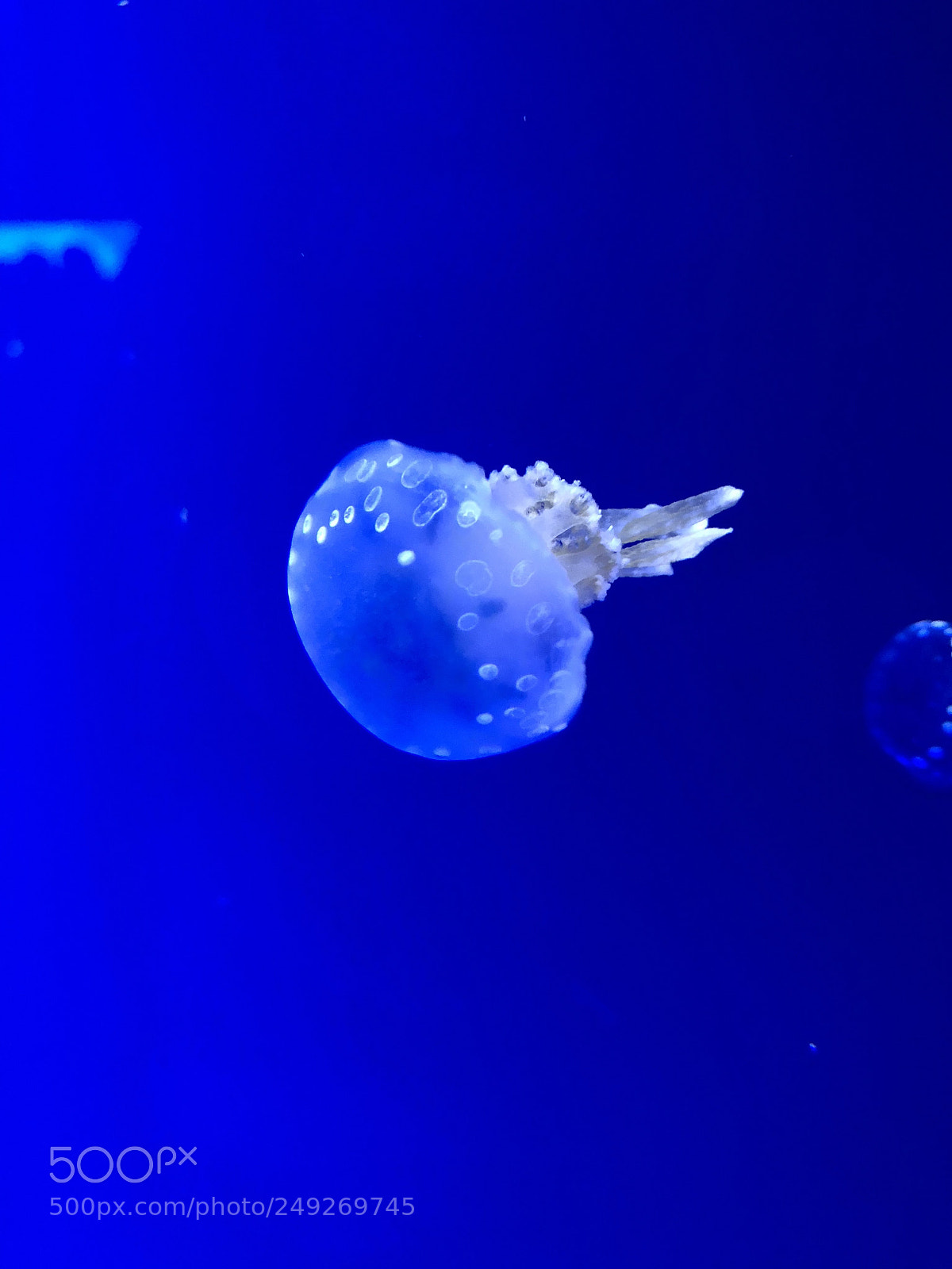 Apple iPhone 8 sample photo. Jellyfish photography