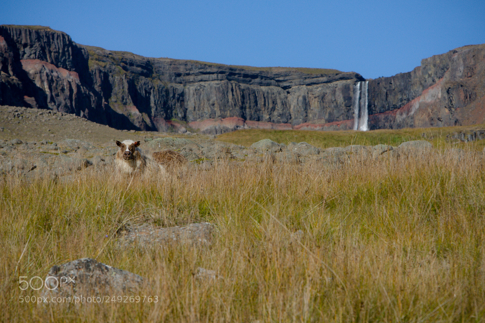 Canon EOS-1D Mark II N sample photo. Sheep at hengifoss photography
