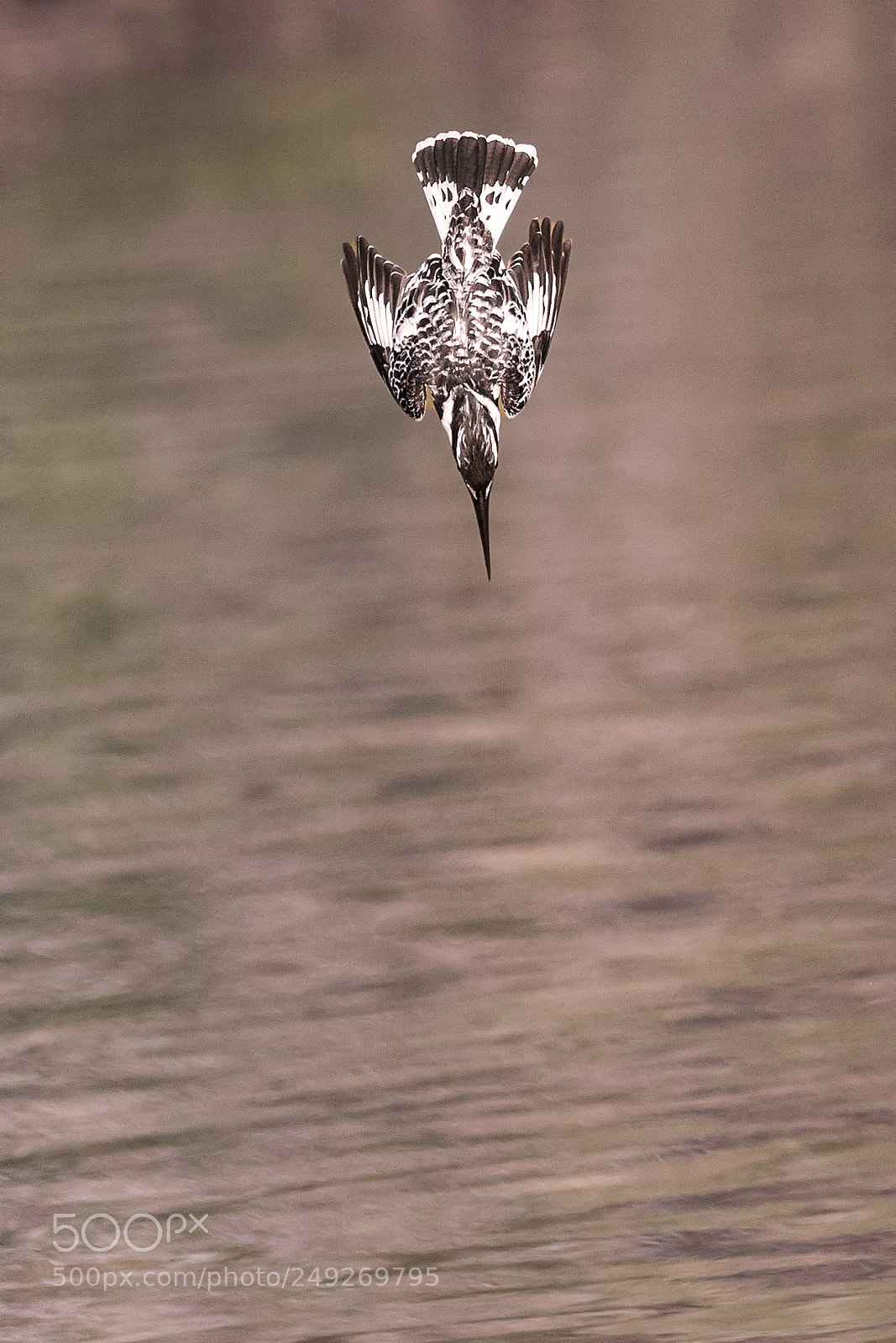 Canon EOS-1D X Mark II sample photo. Pied kingfisher photography