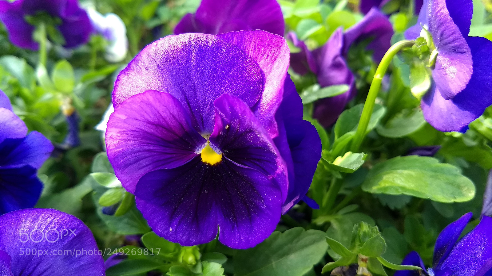 Motorola Moto G (5) Plus sample photo. Untitled photography