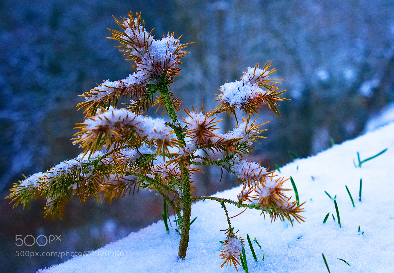 Sony a7 II sample photo. Brave little tree photography