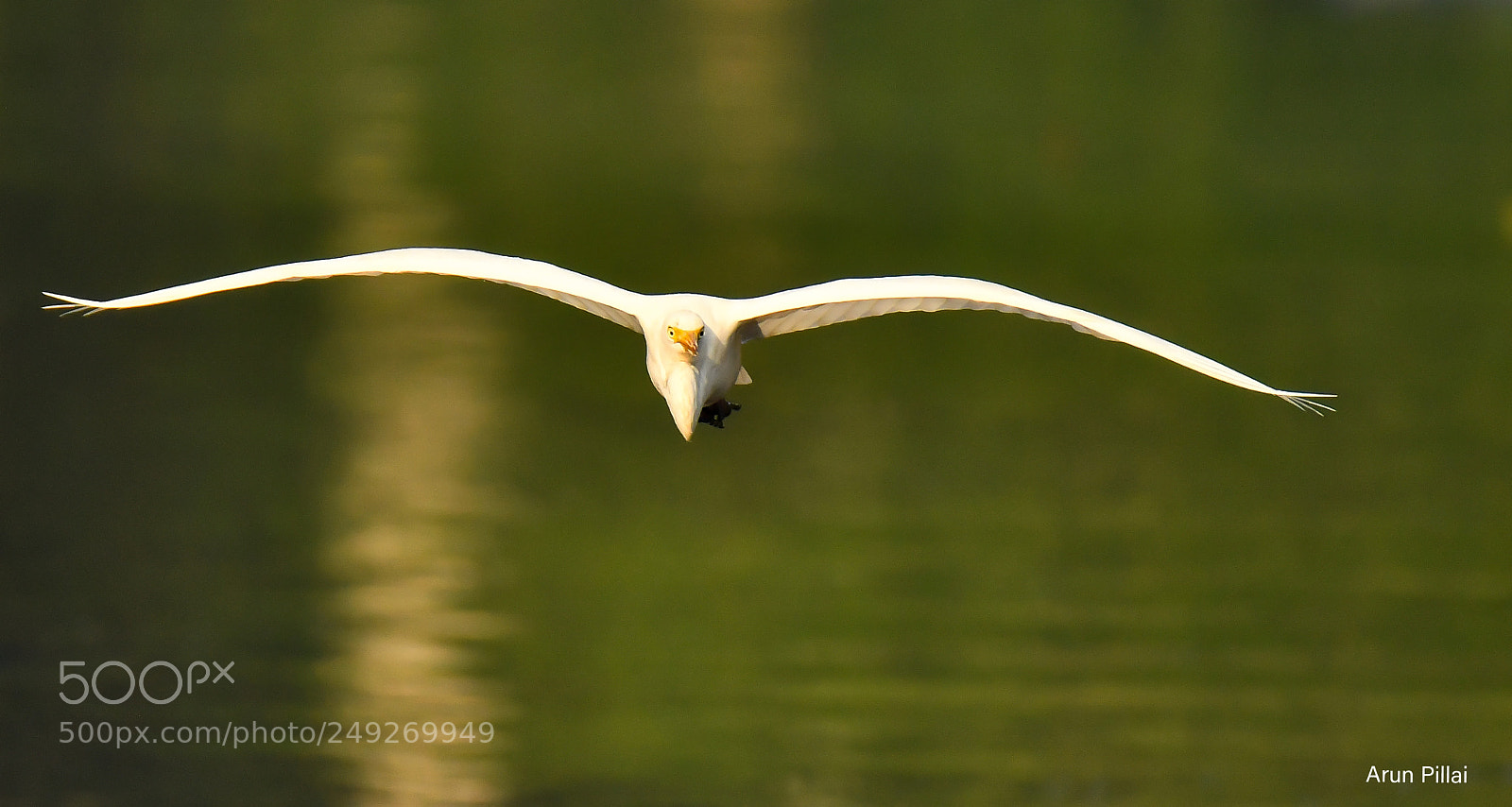Nikon D500 sample photo. Egret airlines photography