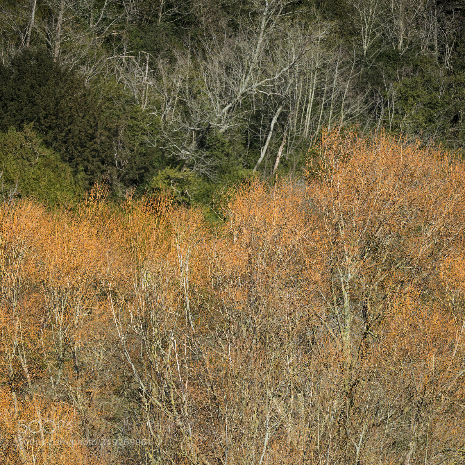 Nikon D800 sample photo. Orange and green contrast photography