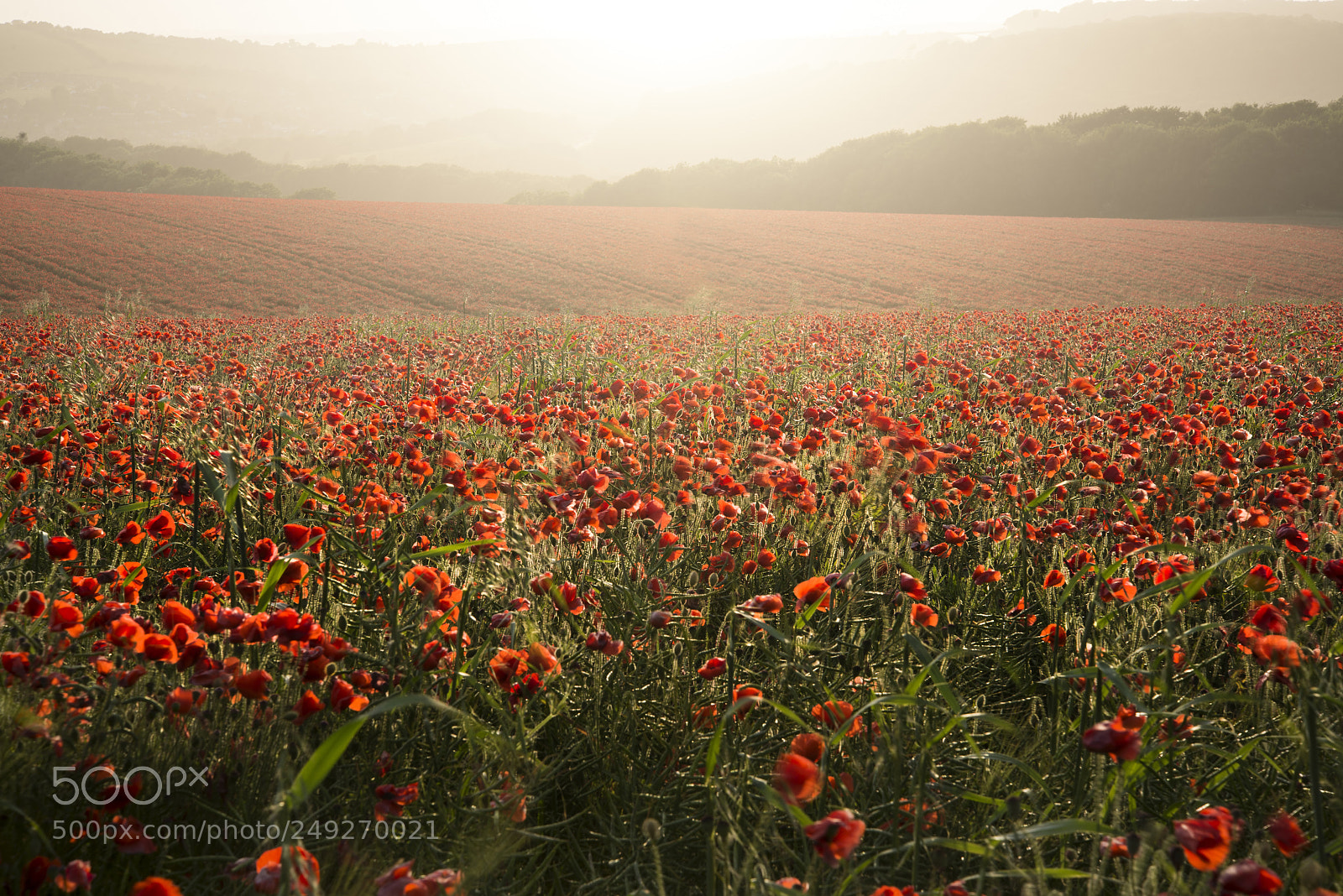 Nikon D600 sample photo. Stunning poppy field landscape photography