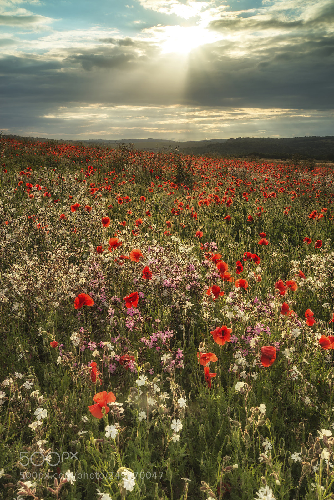 Nikon D600 sample photo. Beautiful poppy field landscape photography