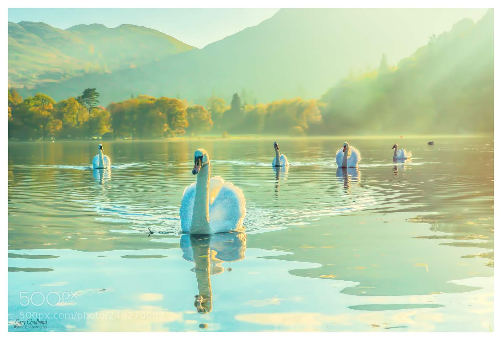 Sony ILCA-77M2 sample photo. Swan lake photography