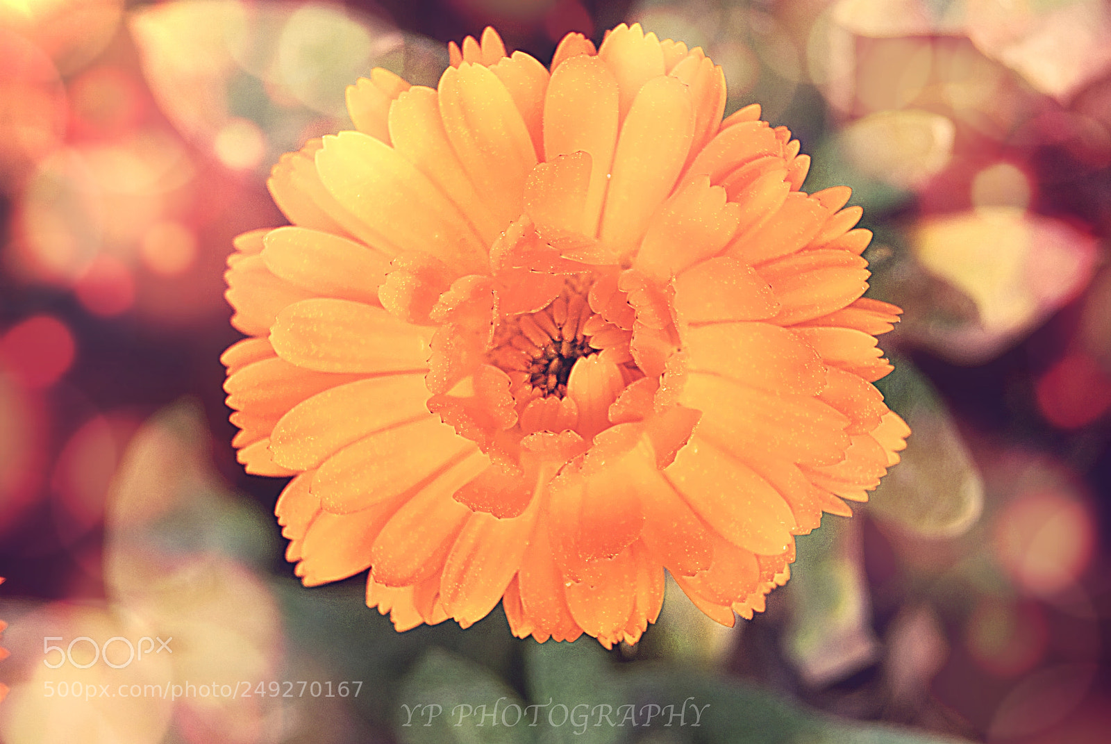 Nikon D200 sample photo. Untitled photography