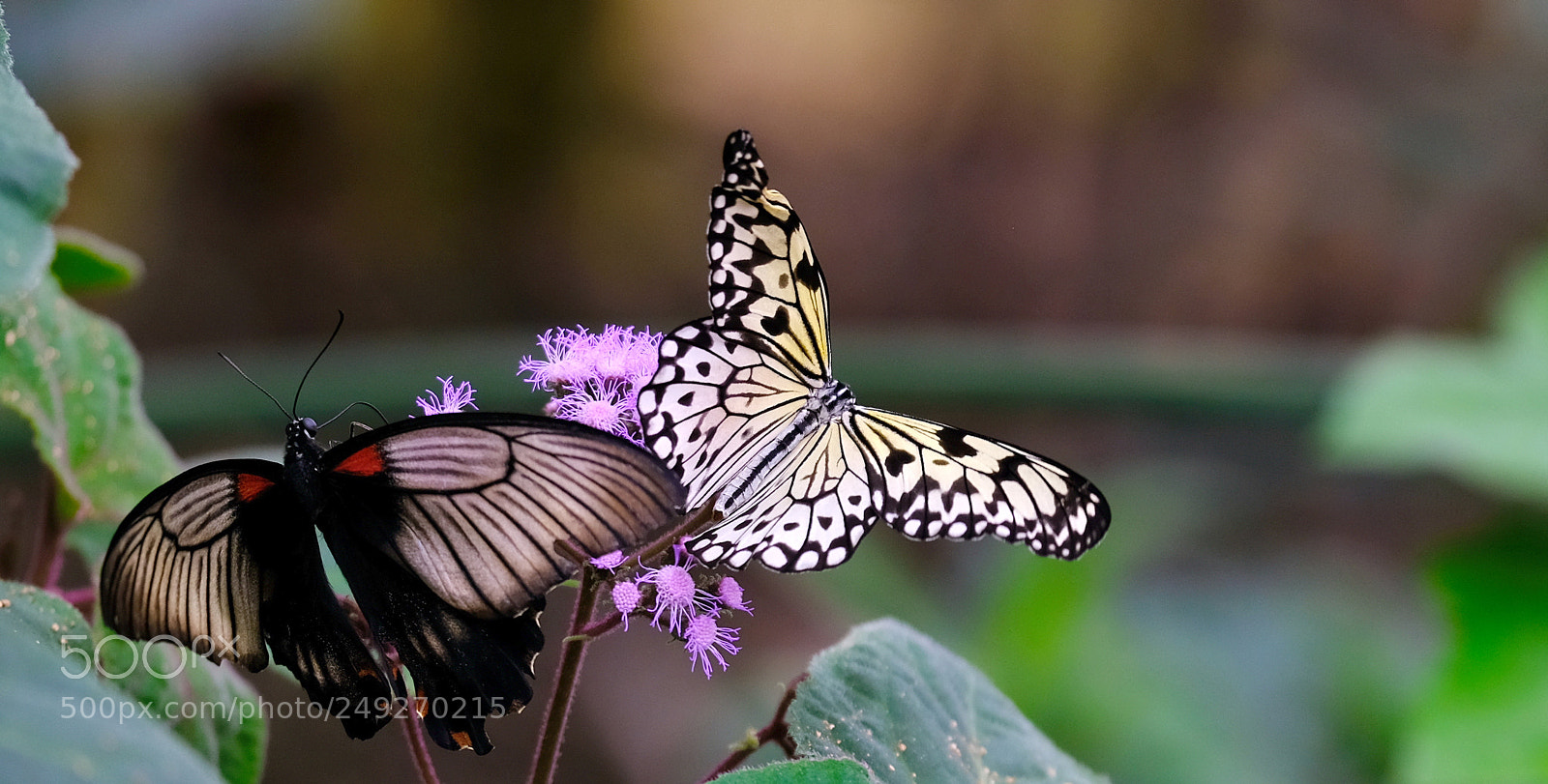 Fujifilm X-H1 sample photo. Delicate, graceful and powerful photography