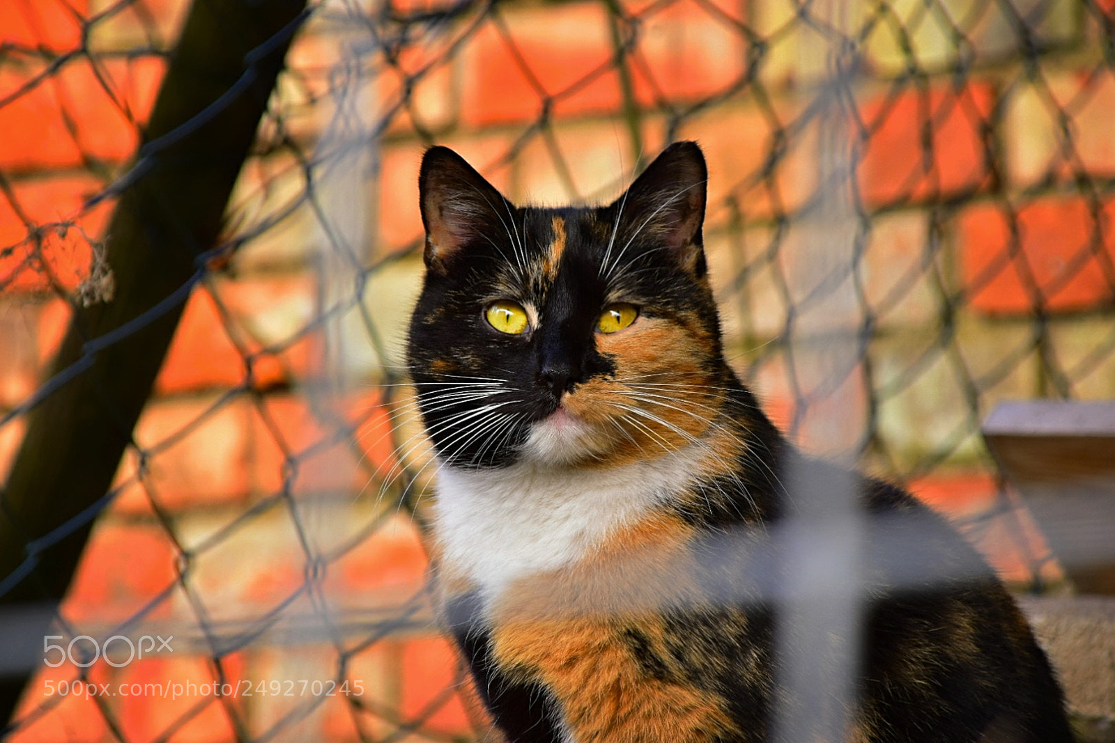 Nikon D5300 sample photo. Nicht eingesperrt! photography