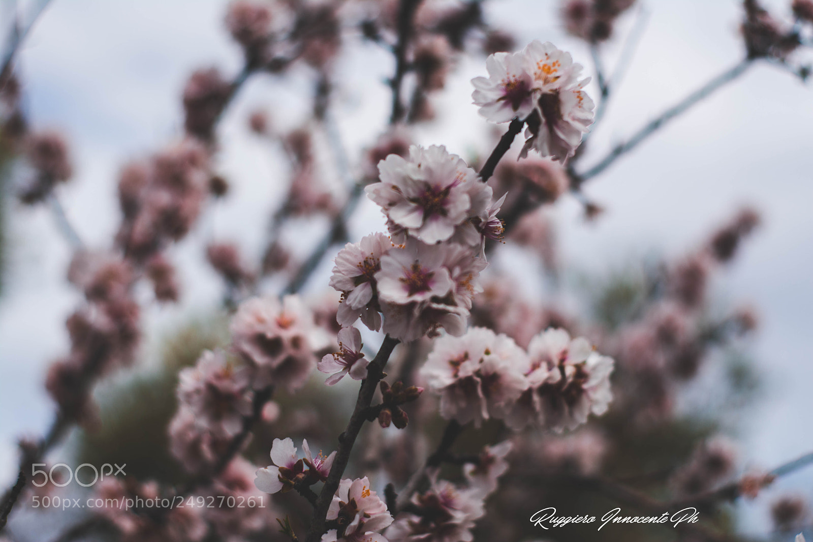 Nikon D7100 sample photo. Colori di primavera photography