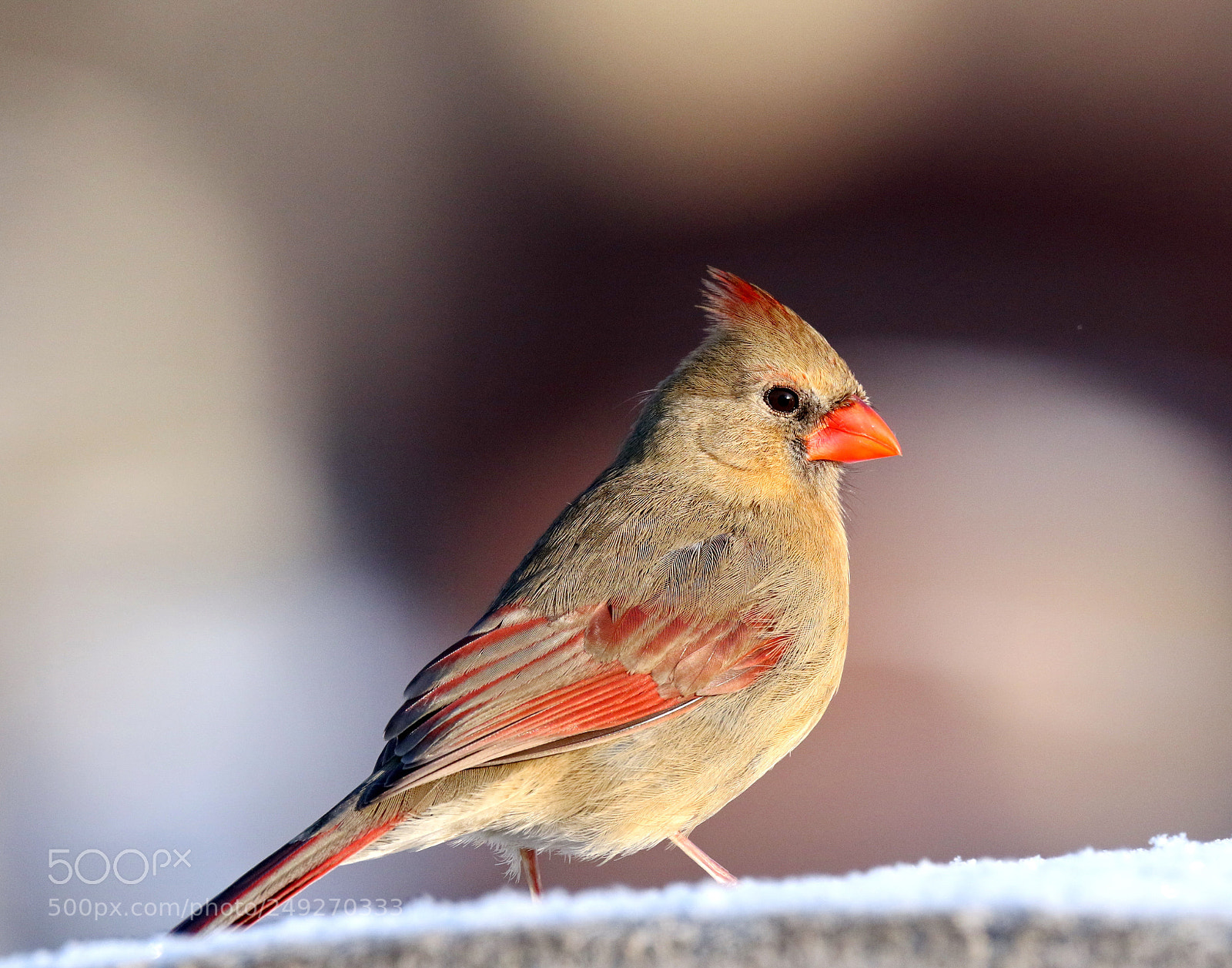 Canon EOS 7D Mark II sample photo. Female northern cardinal photography