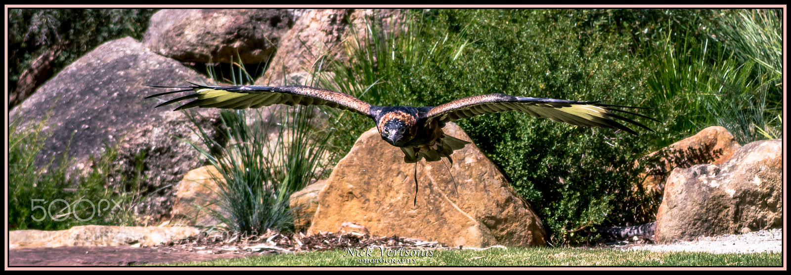 Nikon D7200 sample photo. Coming in for landing... photography