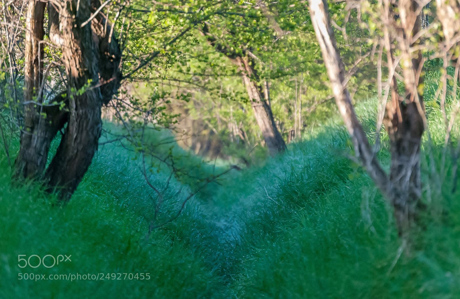 Nikon D60 sample photo. Spring dew photography