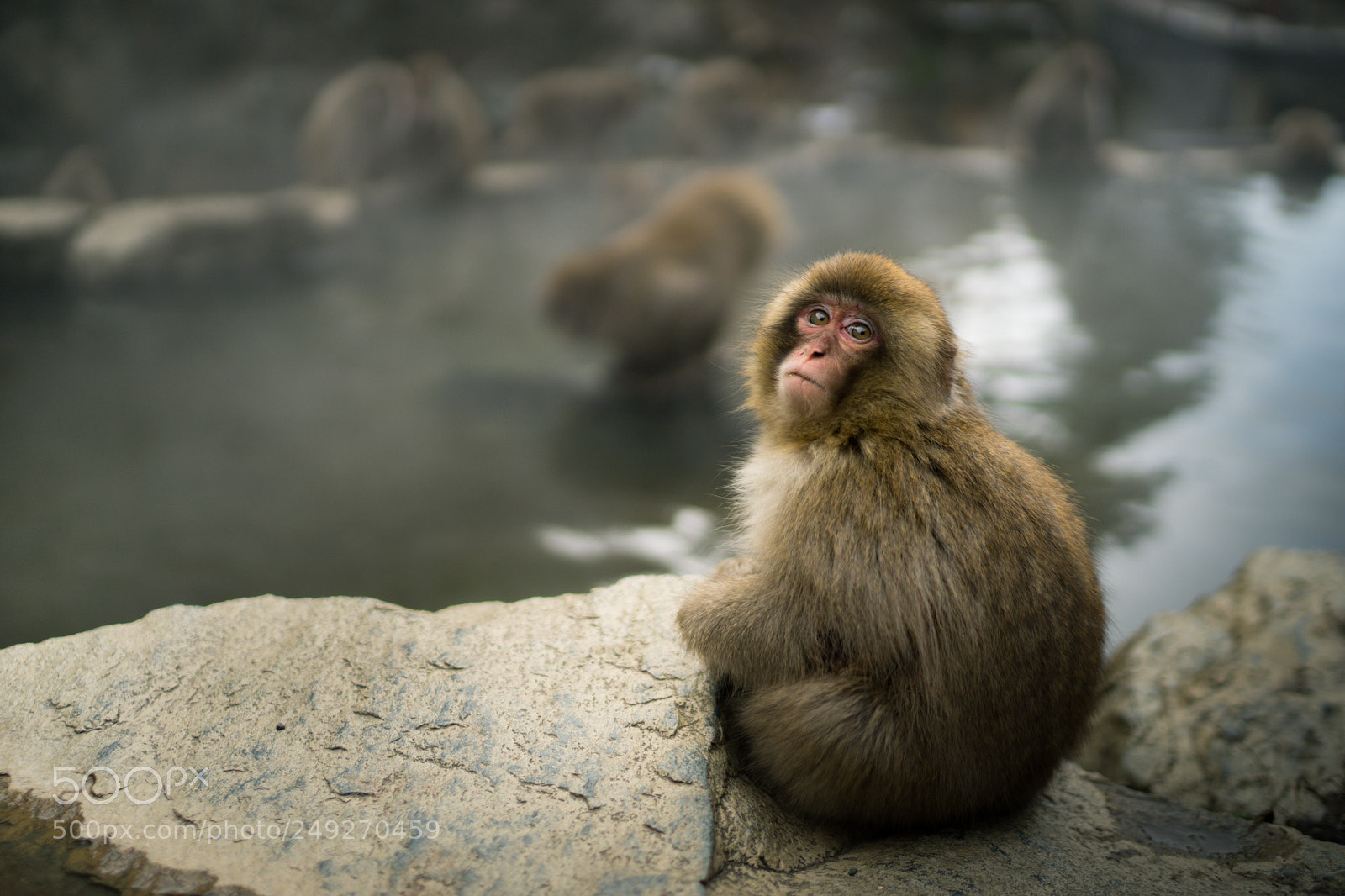 Sony a7 II sample photo. Onsen monkey photography