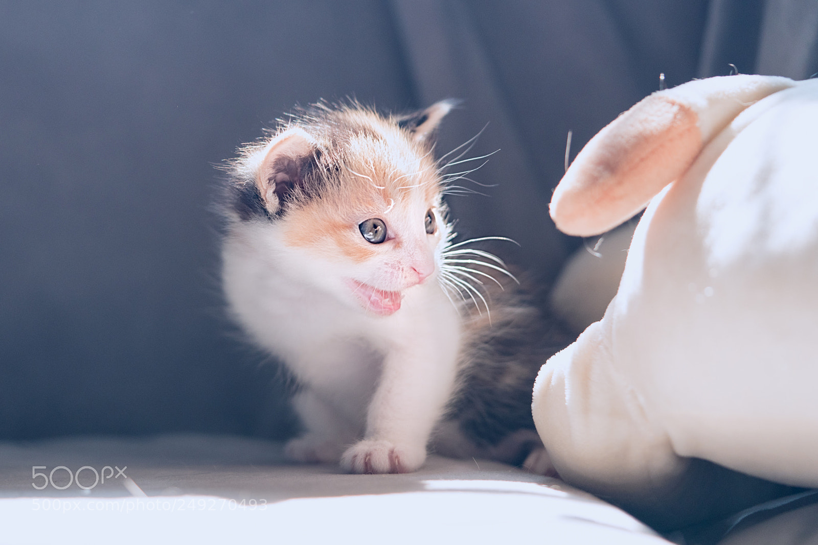 Sony a7R II sample photo. Untitled photography
