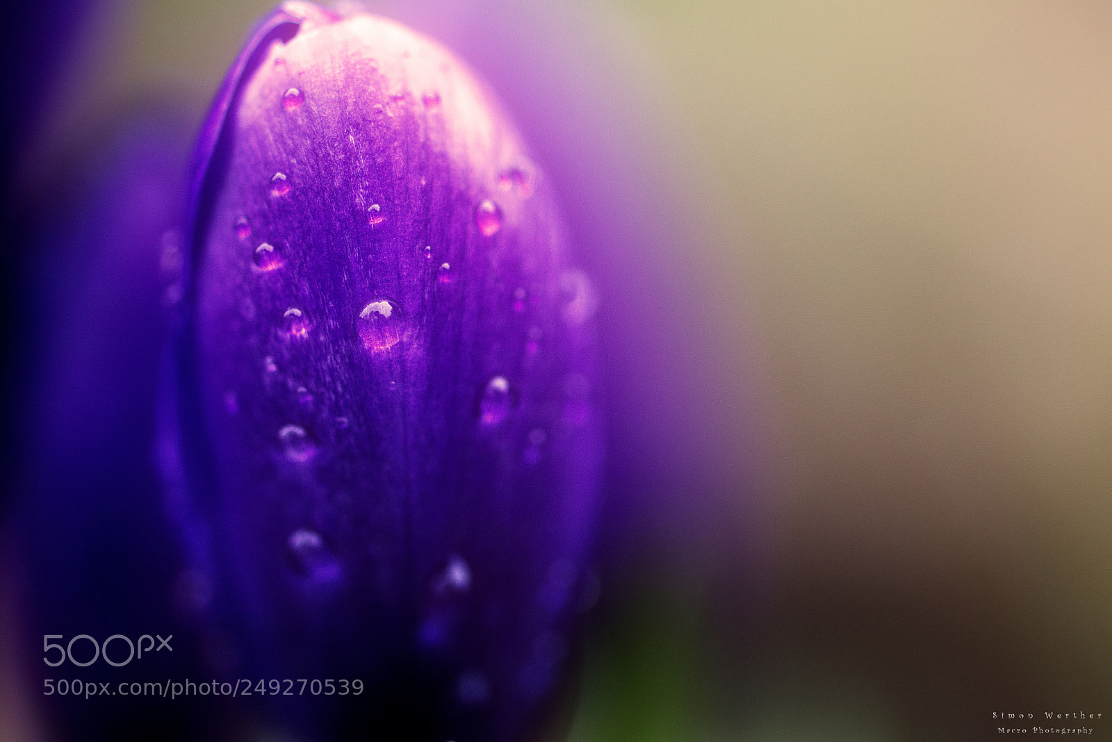 Nikon D5600 sample photo. Petal photography