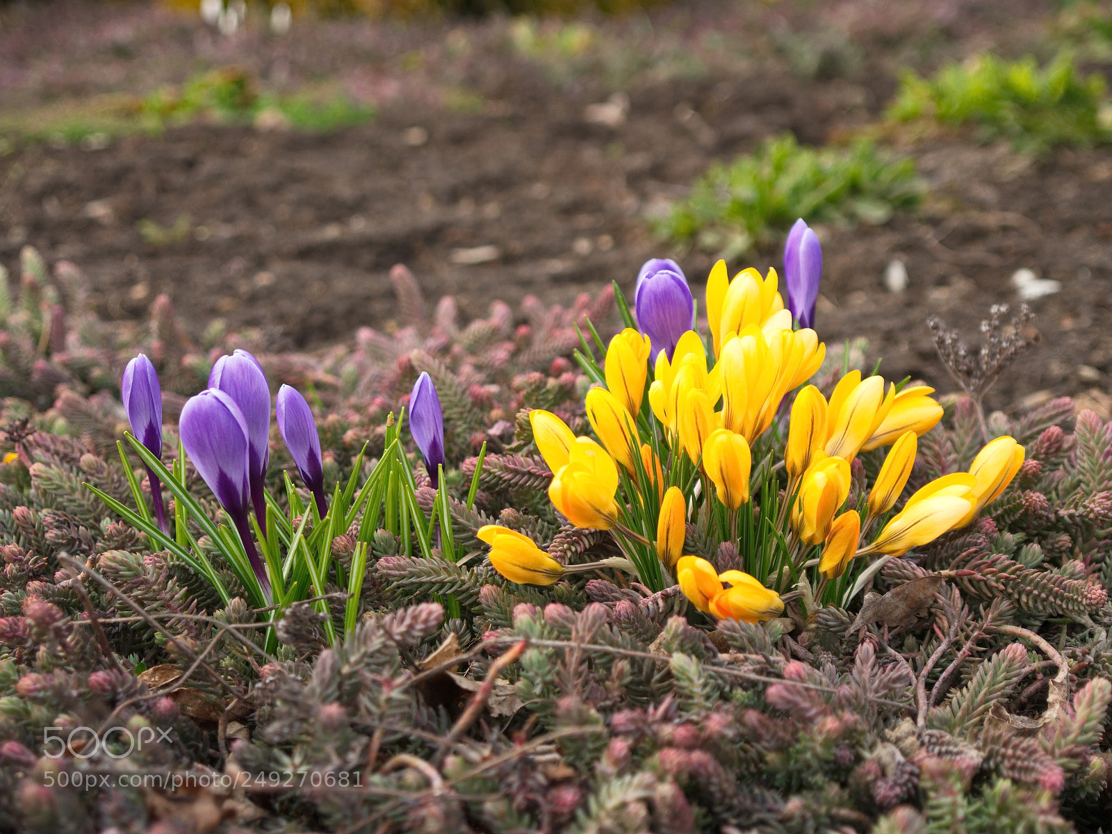 Panasonic Lumix DMC-G5 sample photo. Spring is coming photography