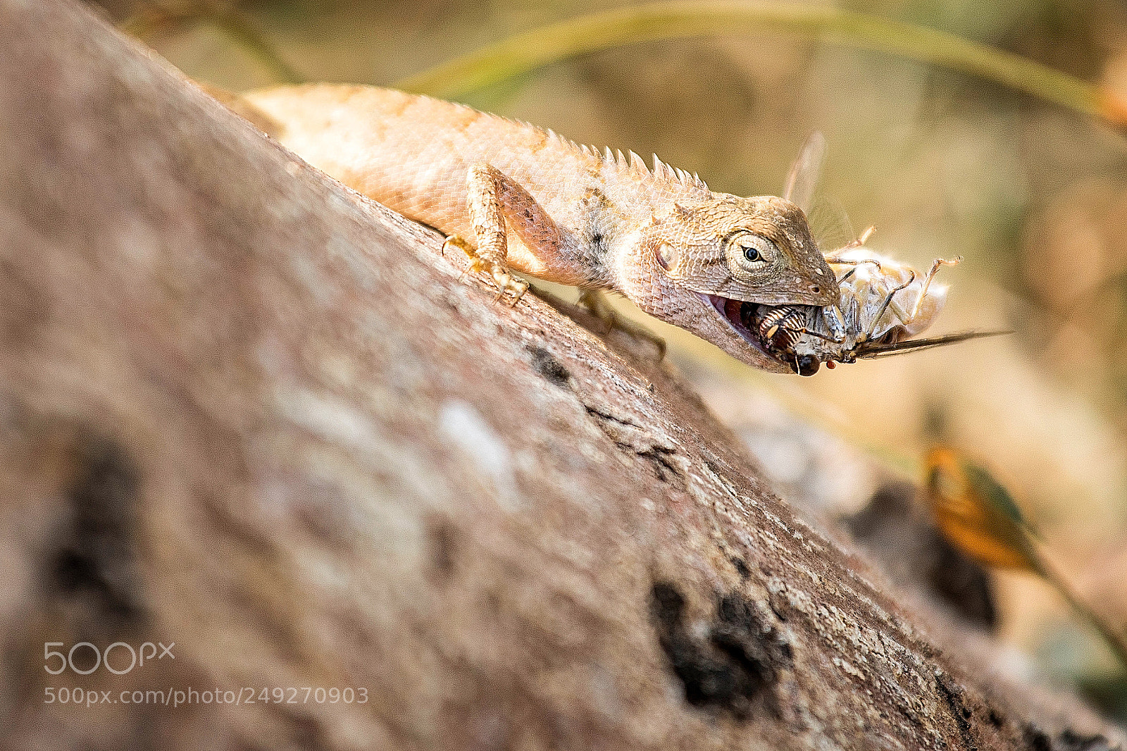 Canon EOS 5D Mark IV sample photo. Changeable lizard feasting on photography