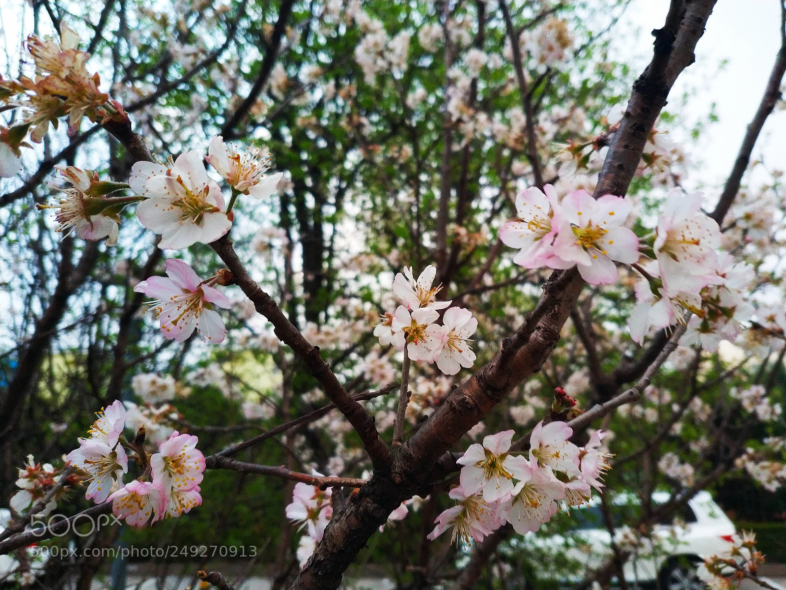 Xiaomi MIX 2 sample photo. Sakura photography
