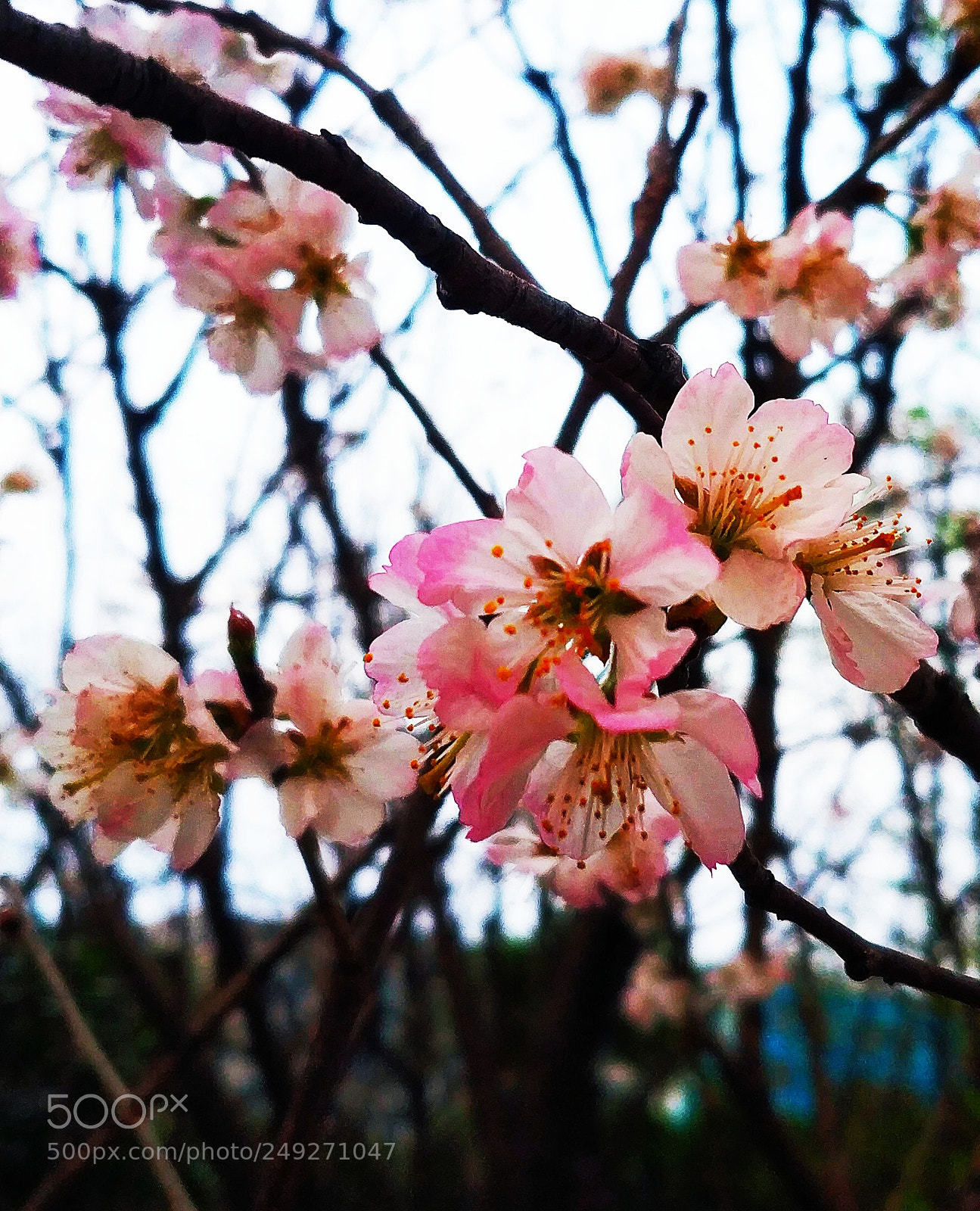 Xiaomi MIX 2 sample photo. Sakura photography