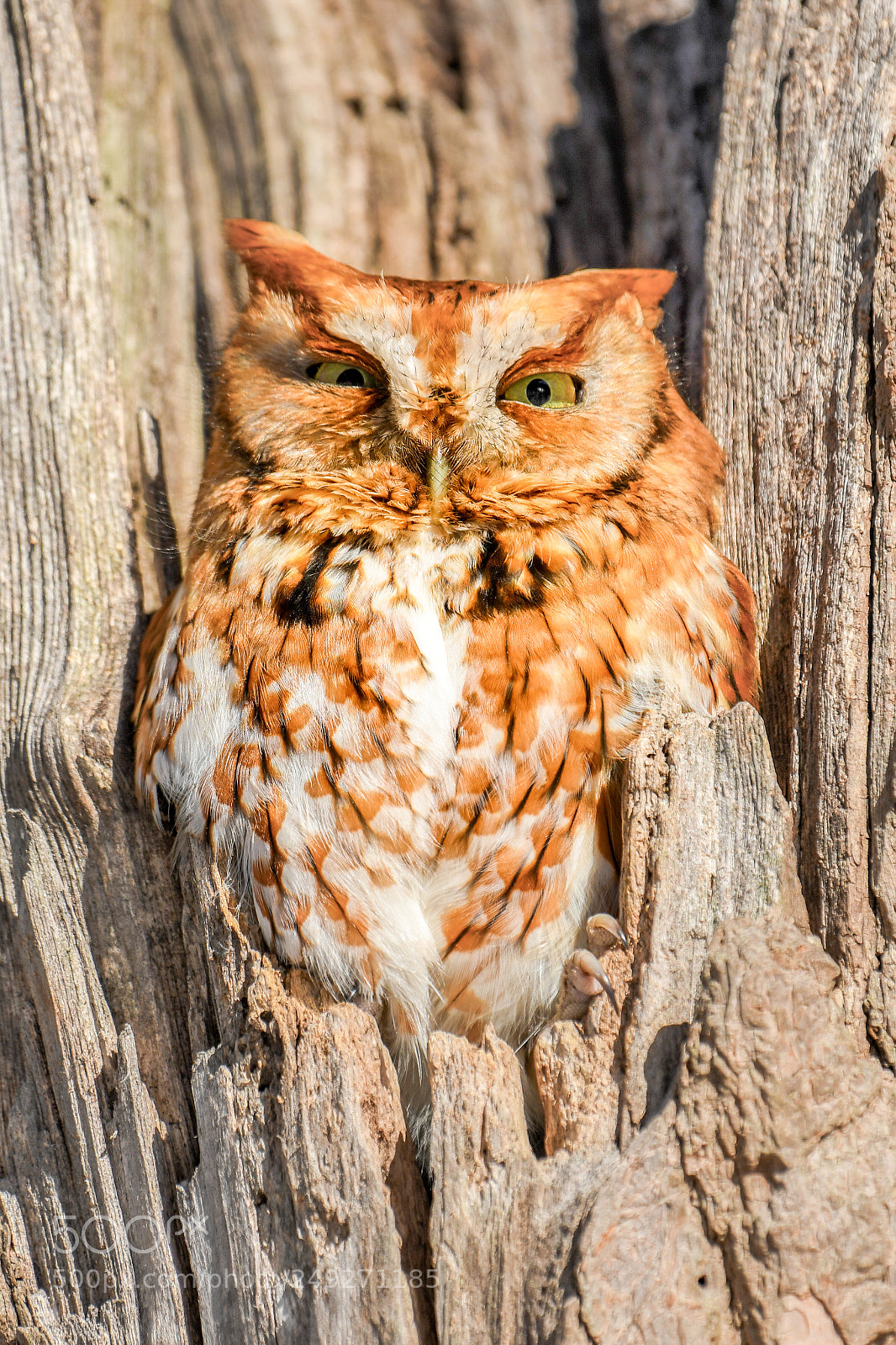 Nikon D500 sample photo. Red-morph eastern screech owl photography