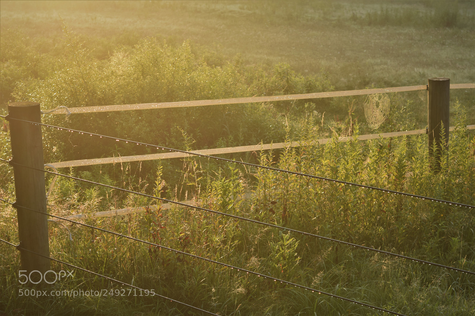 Nikon D3300 sample photo. Misty fence corner photography