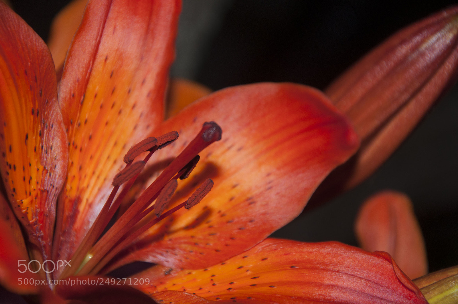 Nikon D90 sample photo. Lily photography