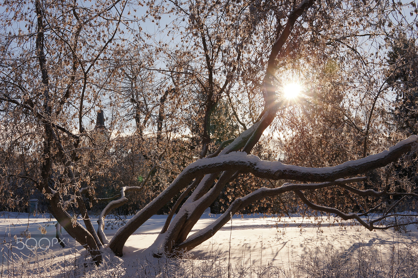 Sigma 30mm F1.4 DC DN | C sample photo. Juste un arbre photography
