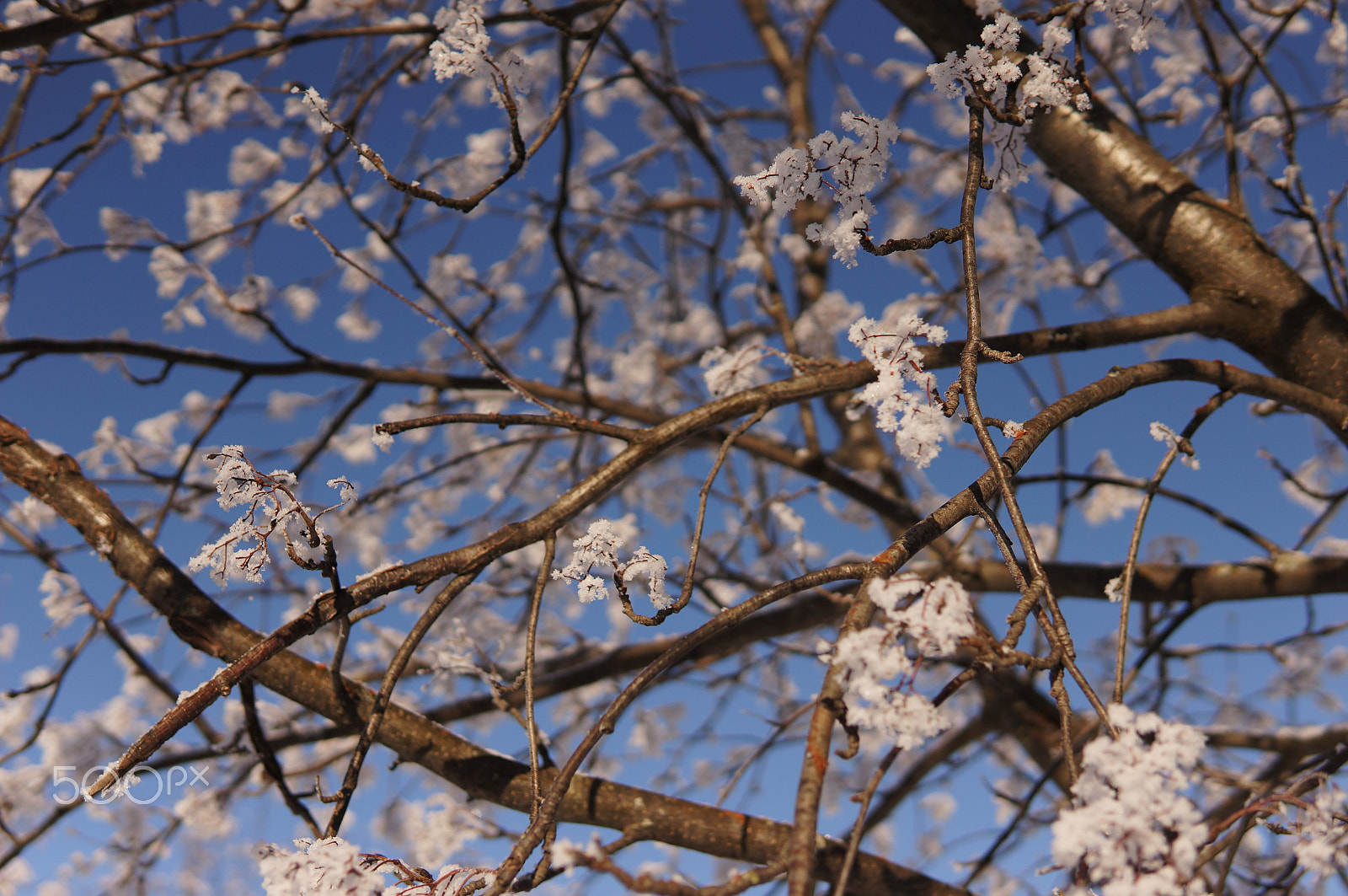 Sony Alpha NEX-5N + Sigma 30mm F1.4 DC DN | C sample photo. Fleurs d'hiver photography