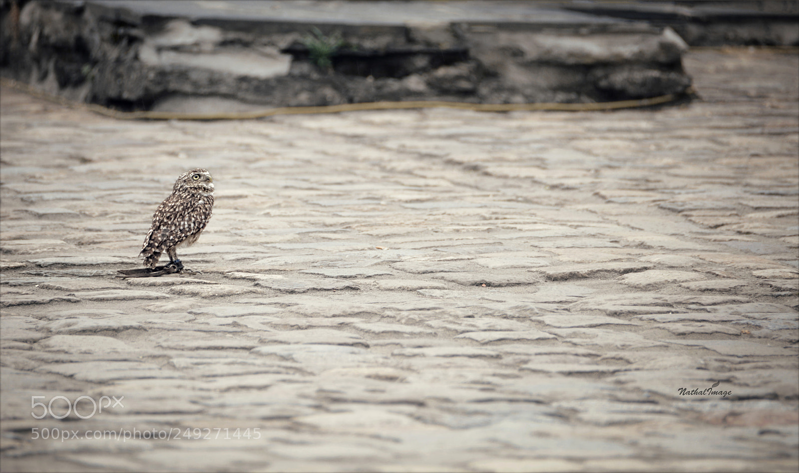 Nikon D7100 sample photo. This is one big photography