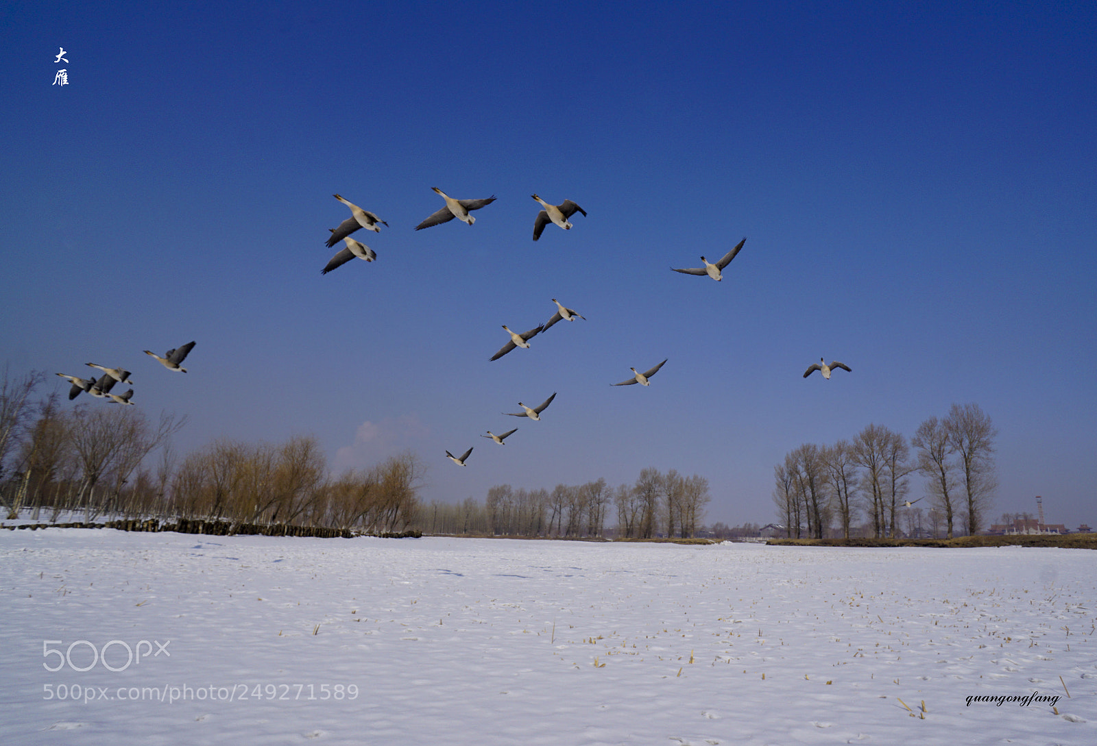 Sony a6000 sample photo. 大雁wild goose photography