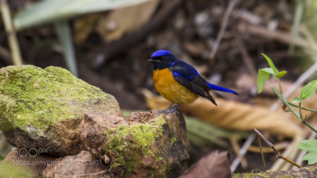 Canon EOS 7D sample photo. Rufous-bellied niltava photography