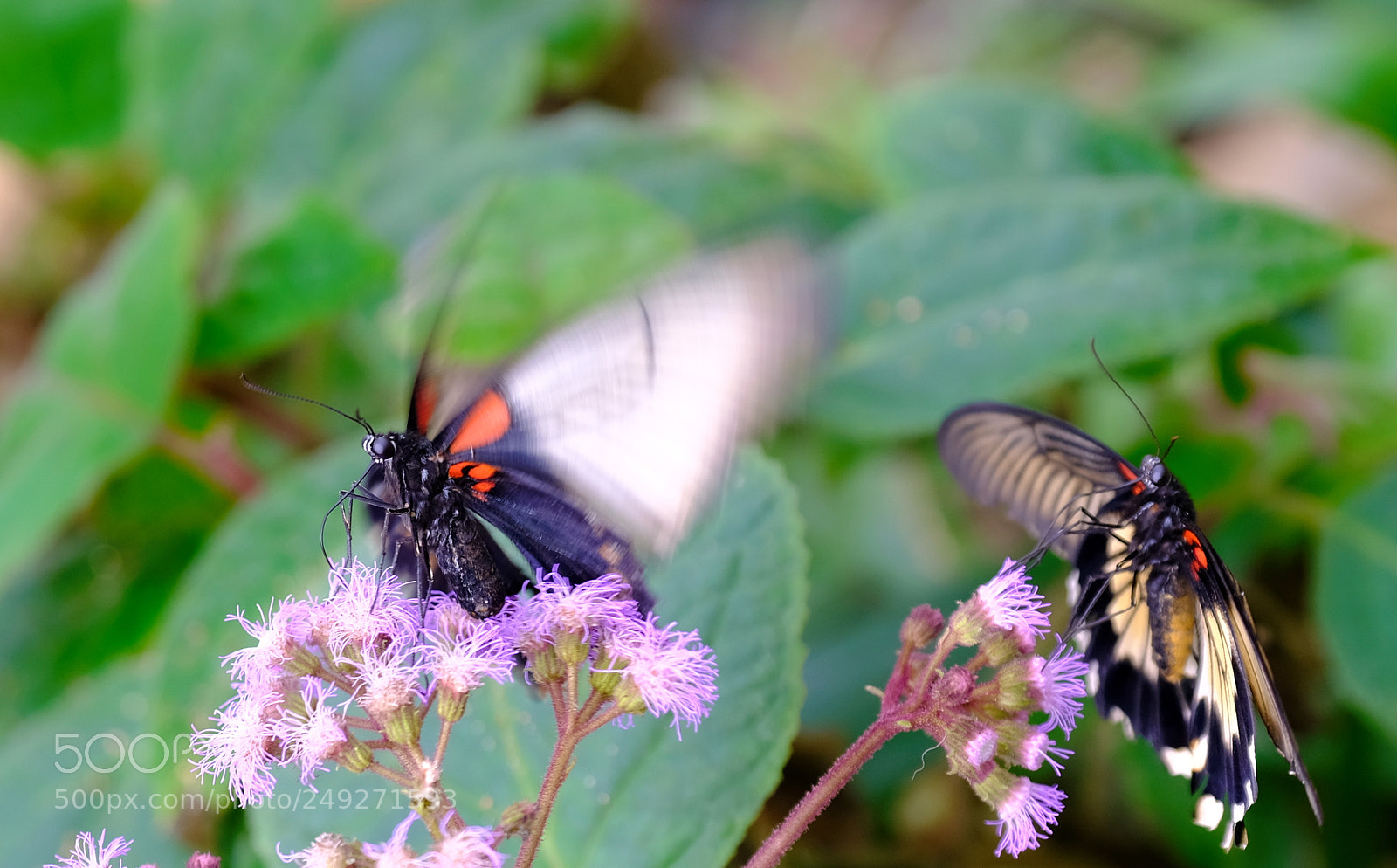 Fujifilm X-H1 sample photo. Hovering photography