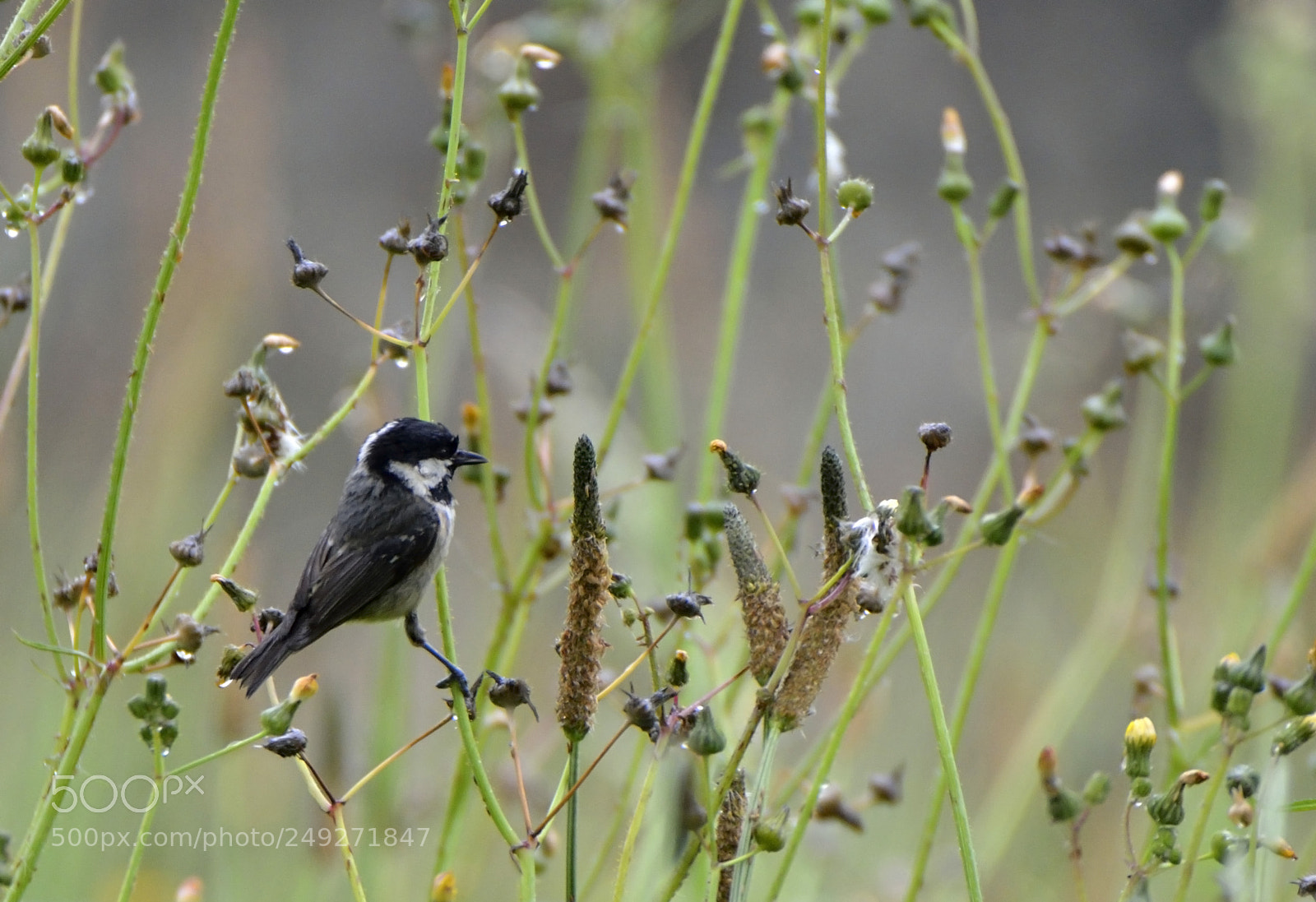 Nikon D7000 sample photo. Carbonero buscando comida. photography