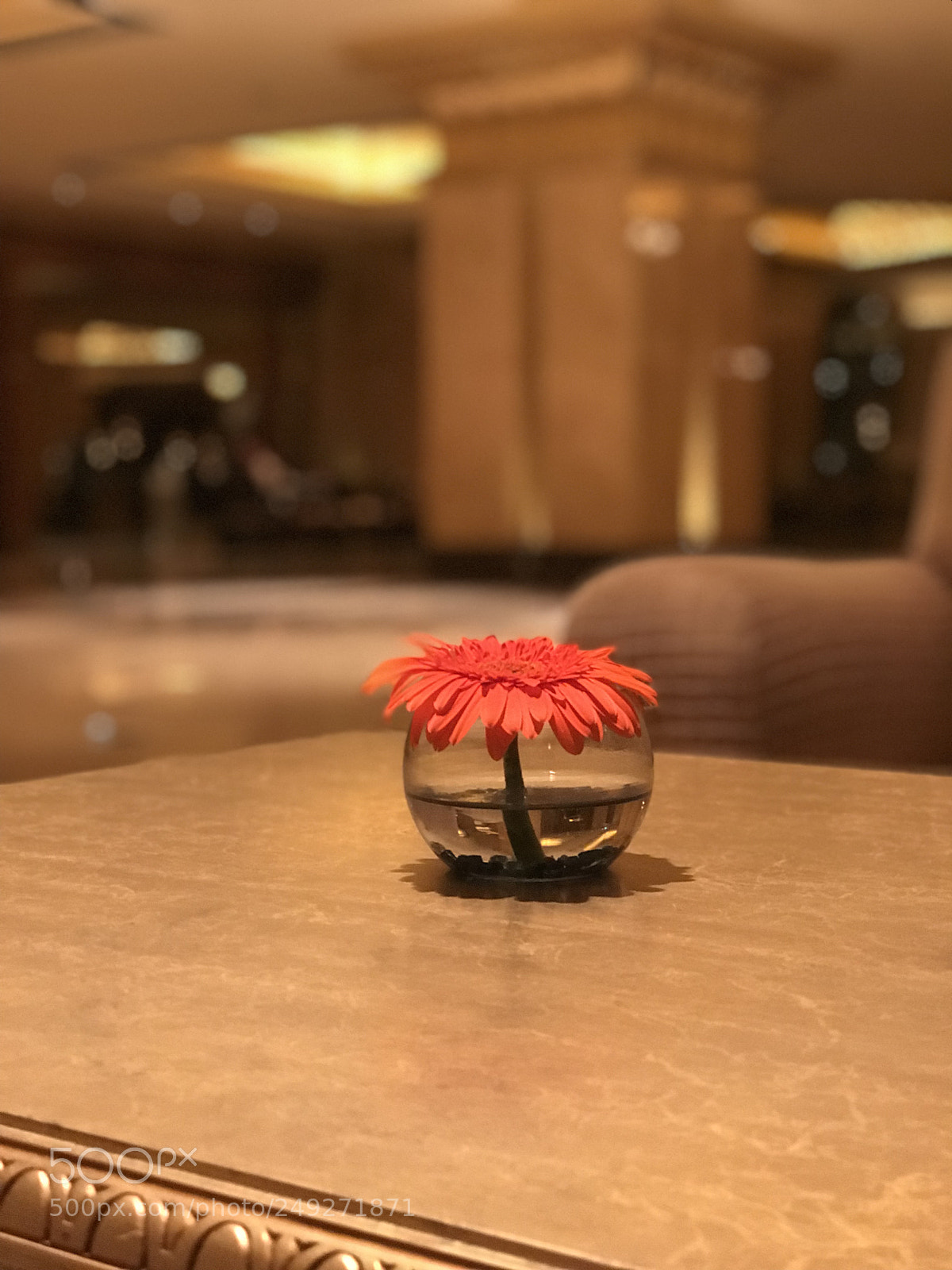 Apple iPhone 7 Plus sample photo. Flower photography